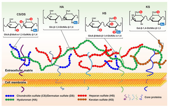 The Alterations and Roles of Glycosaminoglycans in Human