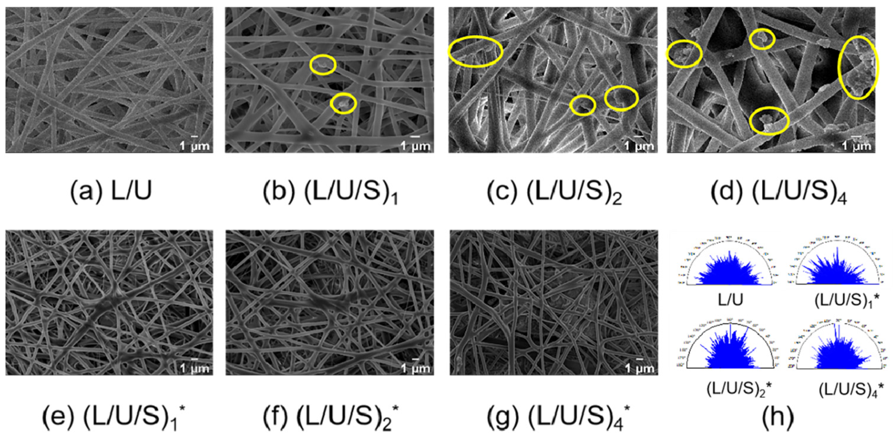 Polymers 14 05029 g002