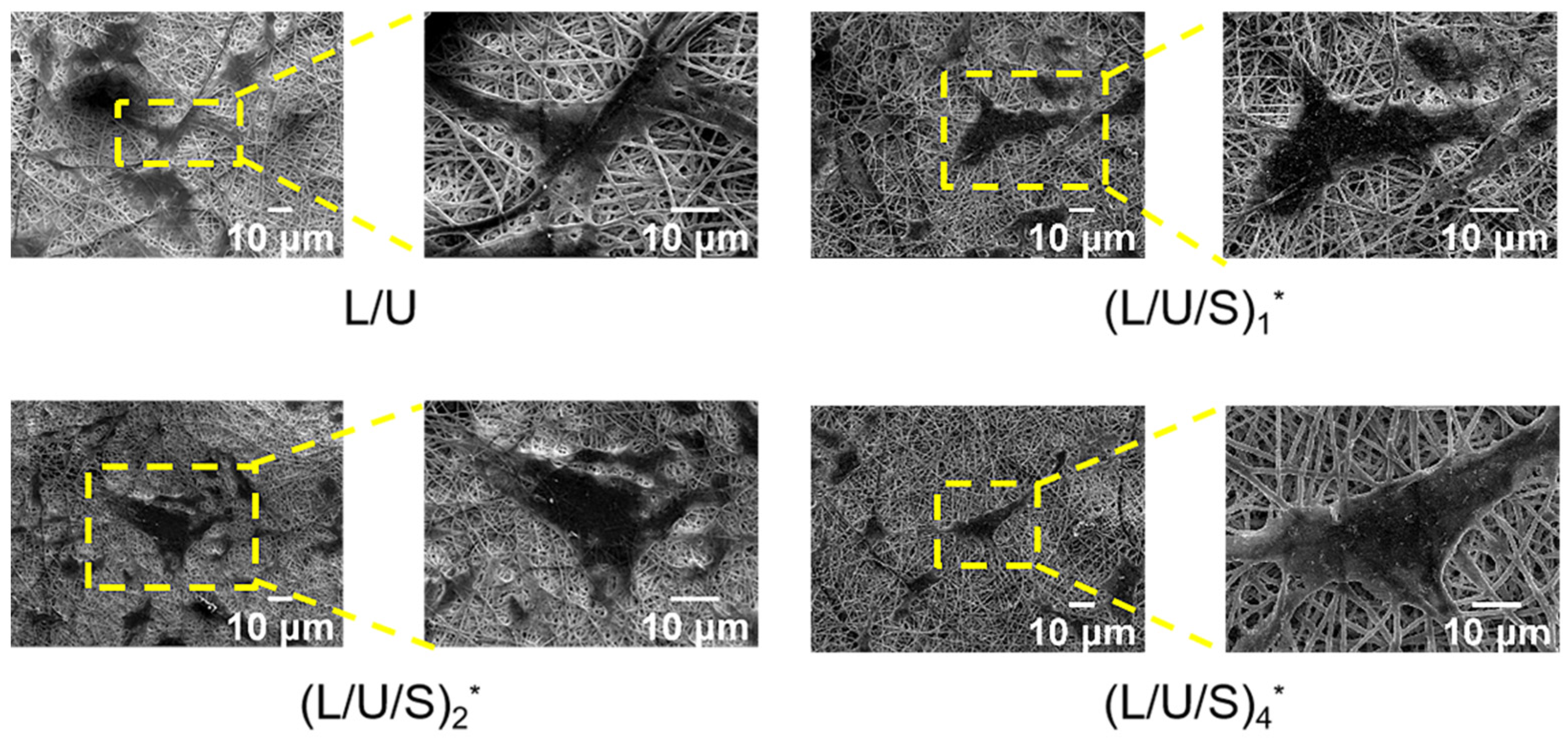 Polymers 14 05029 g009