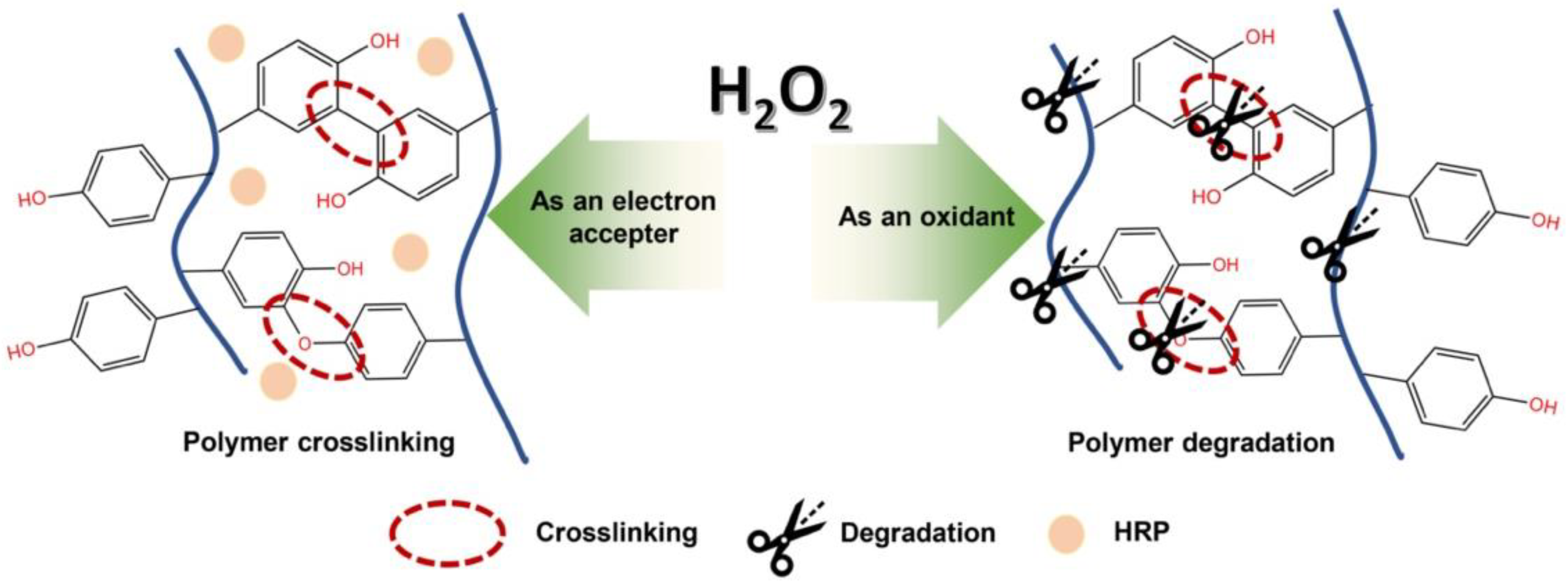 Polymers 14 05034 g001 Polymers 14 05034 g001