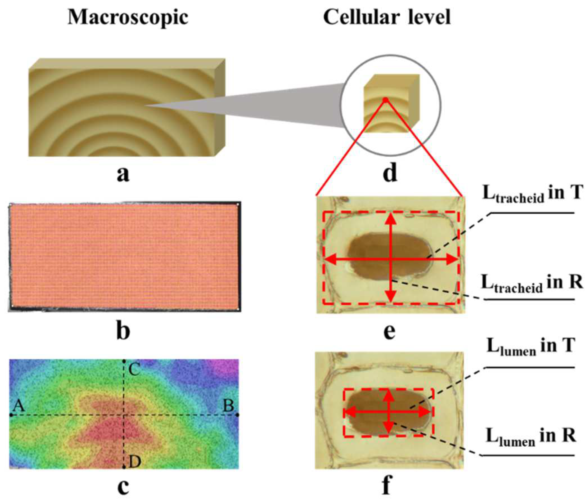 Polymers Free FullText MoistureRelated Shrinkage Behavior of Wood