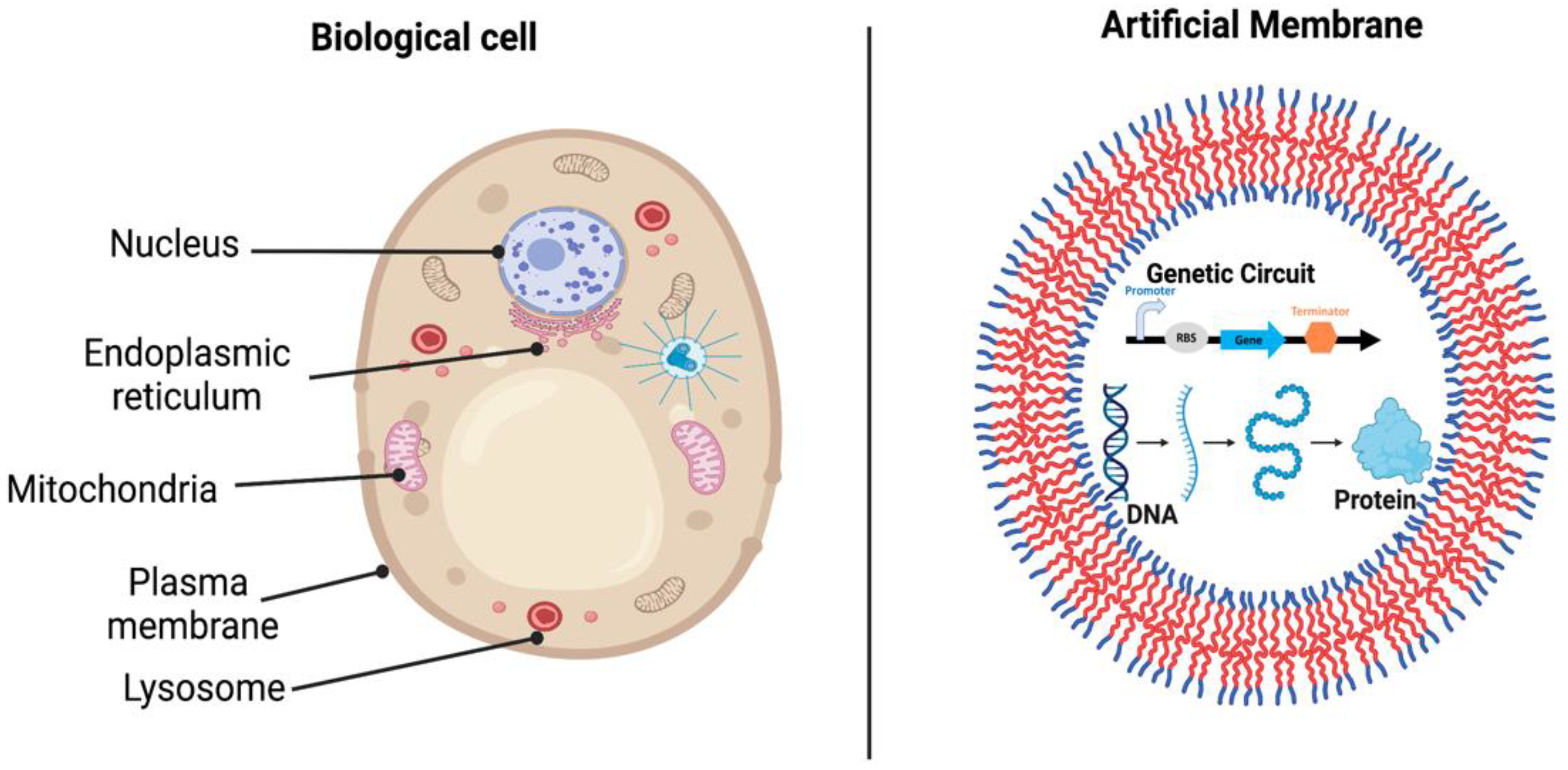 Polymers 14 05132 g006 Polymers 14 05132 g006