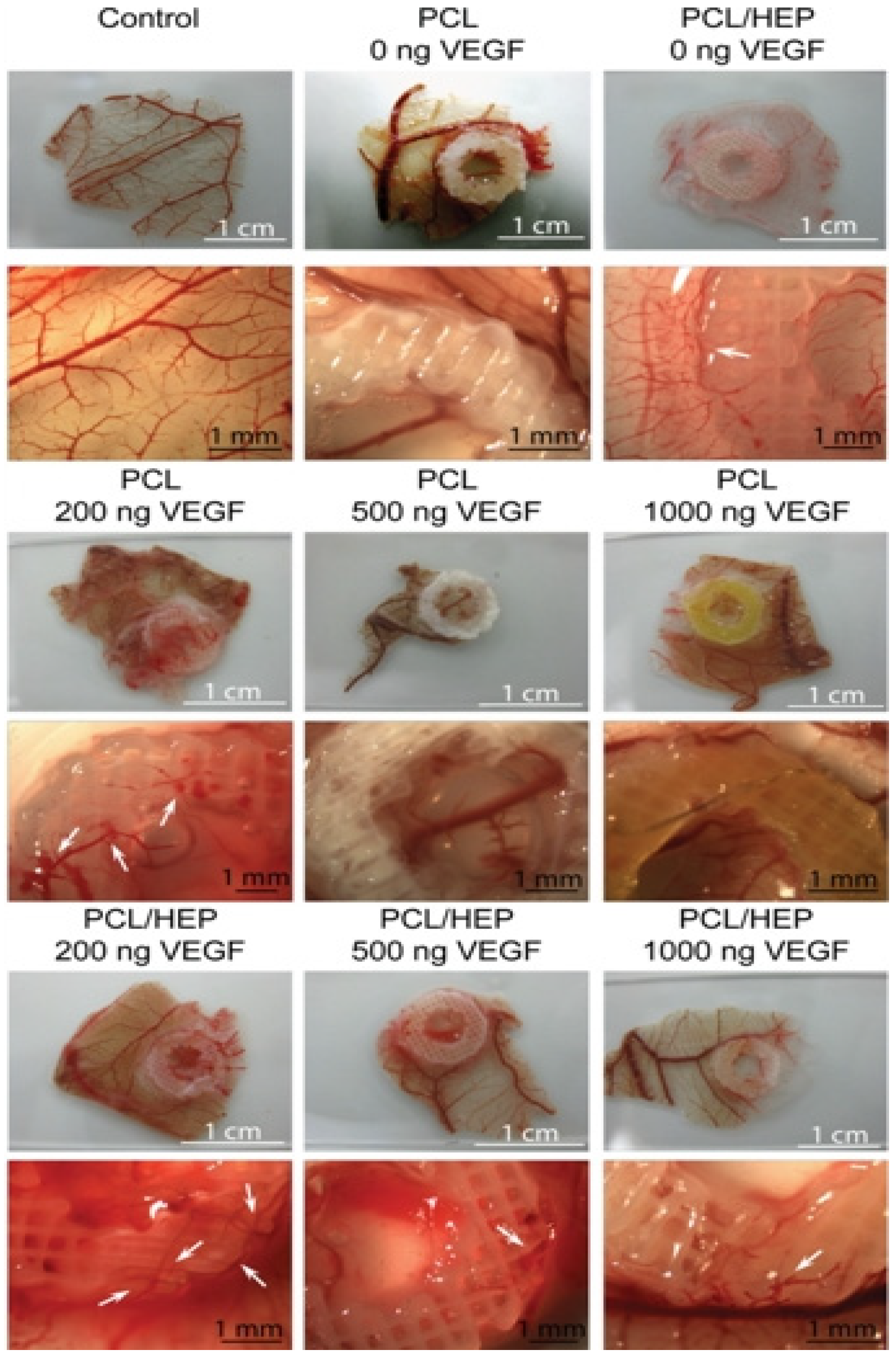 Polymers 14 05143 g007