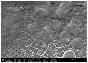 Polymers 14 05211 i009