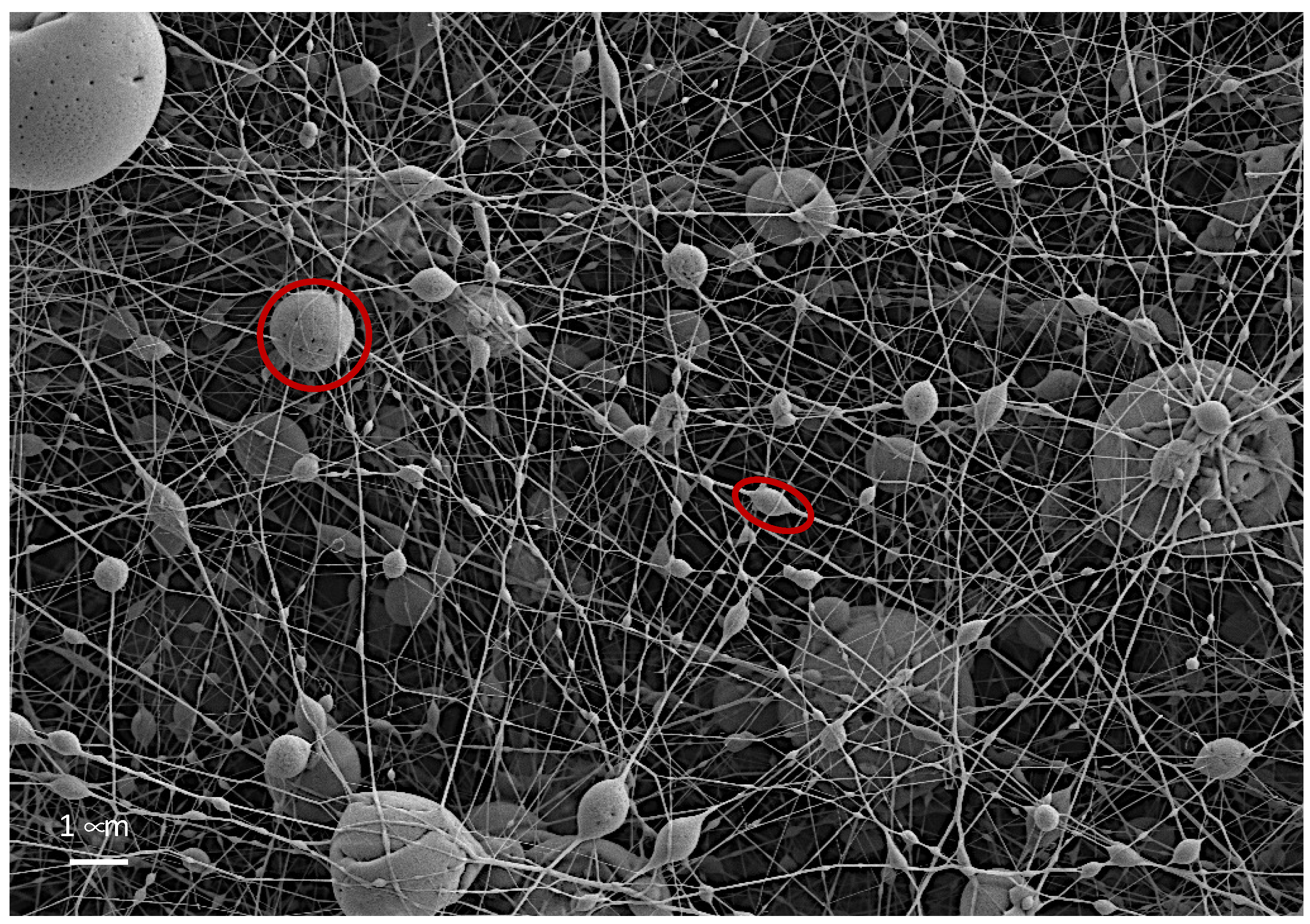 Polymers 14 05242 g006 Polymers 14 05242 g006