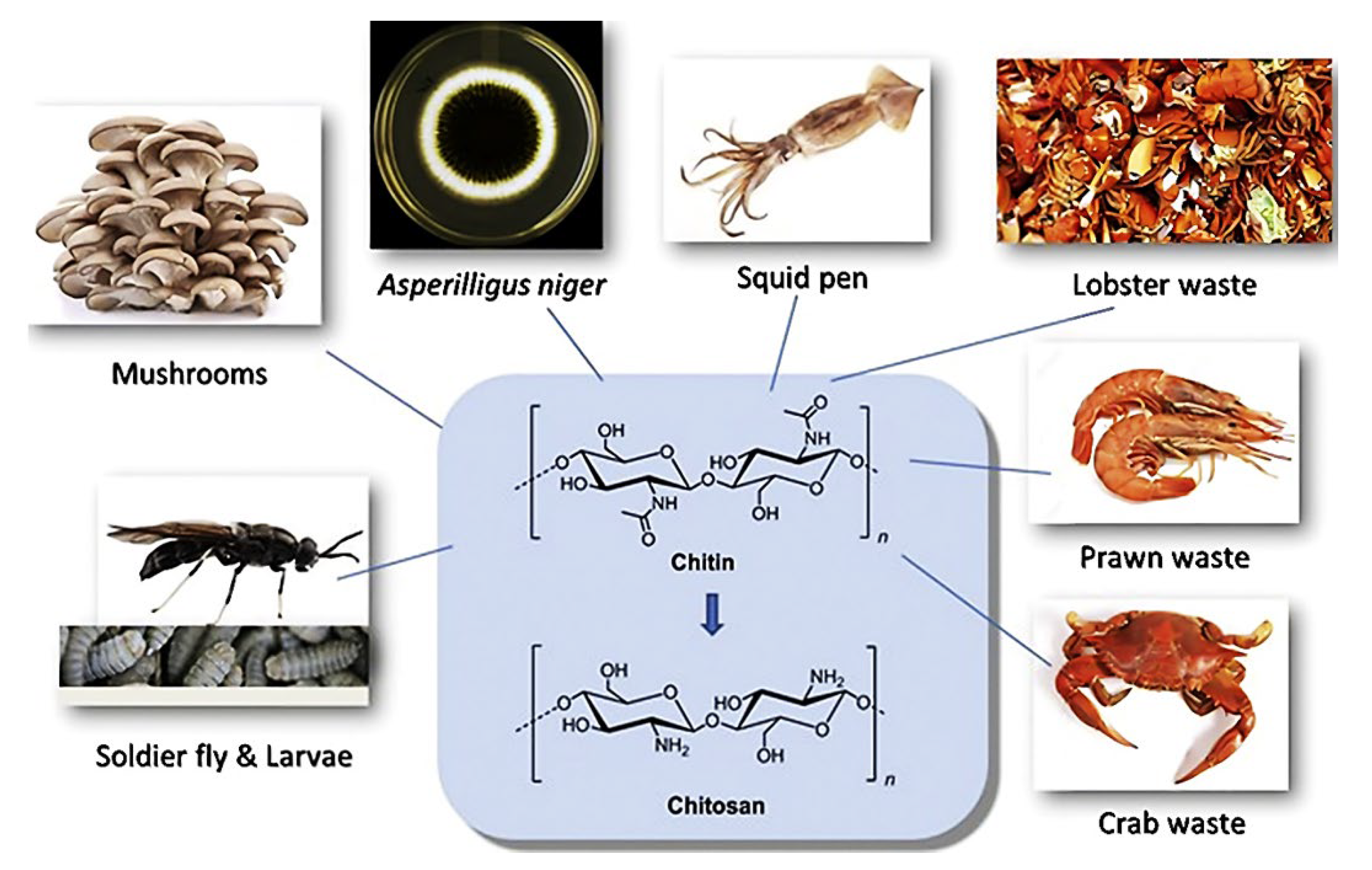 Polymers 14 05244 g003 Polymers 14 05244 g003