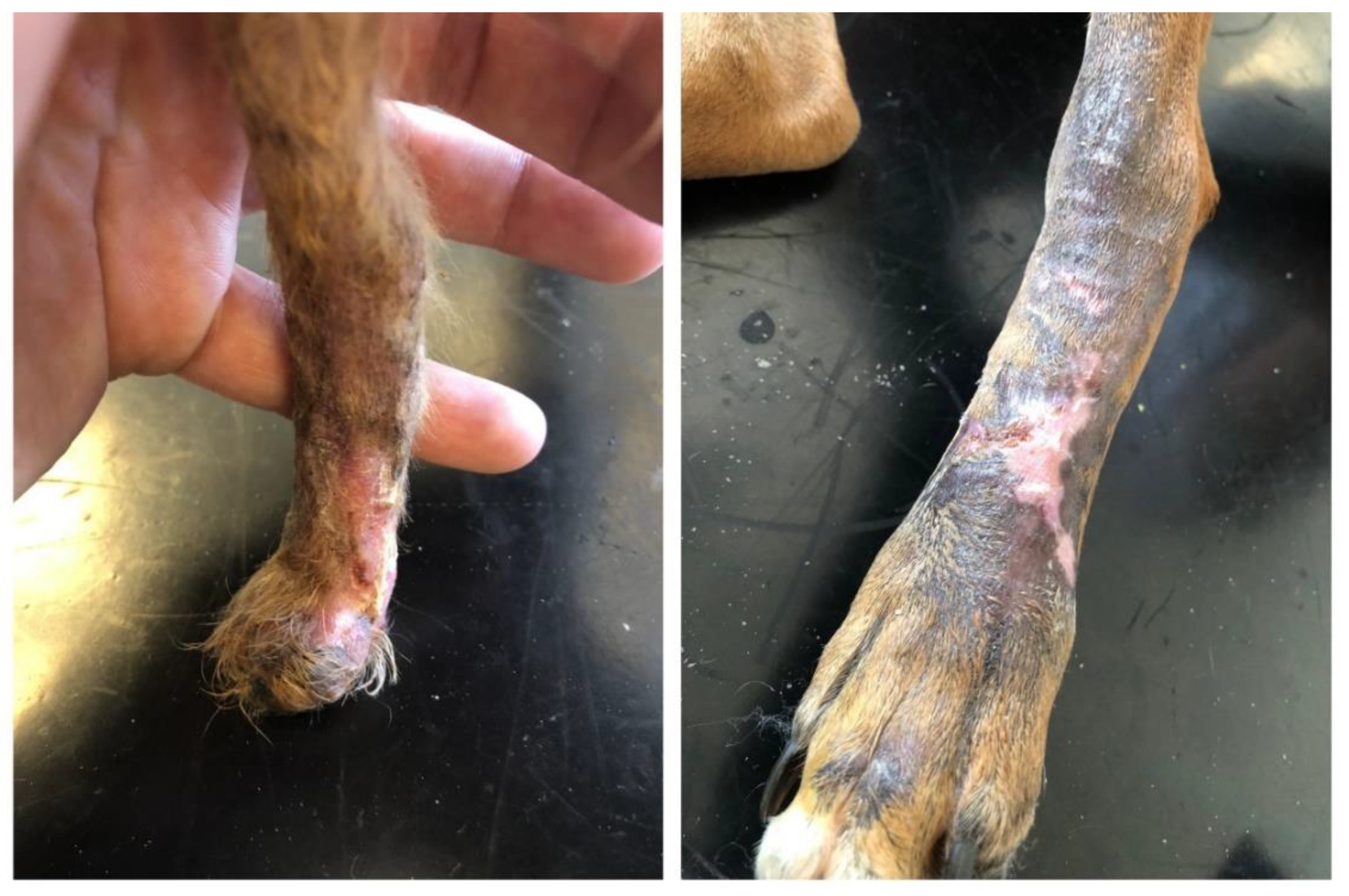 Polymers 14 05293 g004