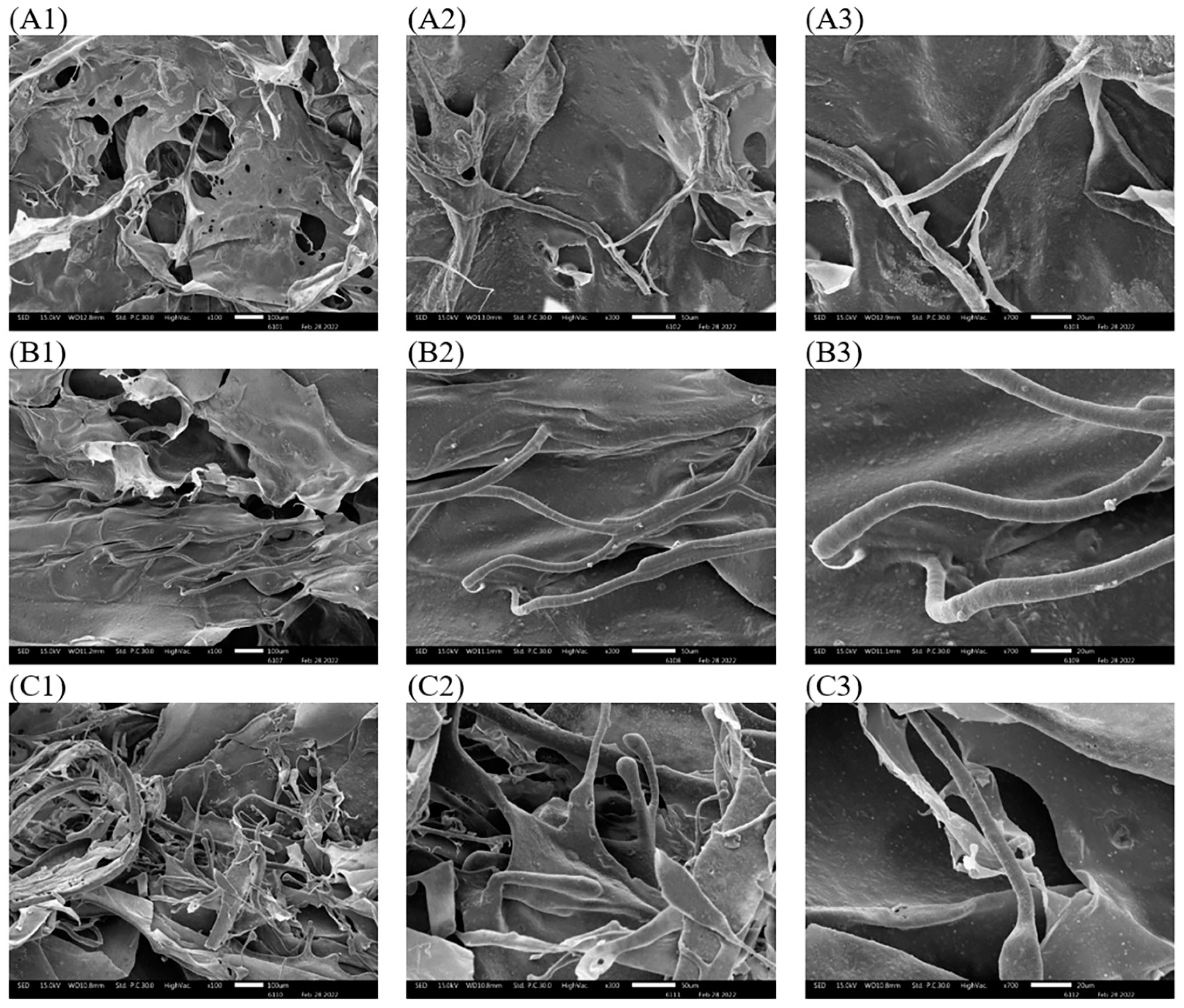 Polymers 14 05329 g004 Polymers 14 05329 g004