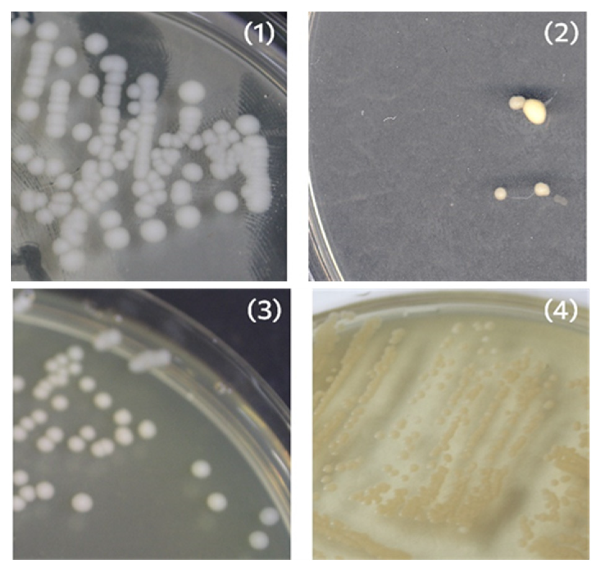 Polymers 14 05364 g006 Polymers 14 05364 g006