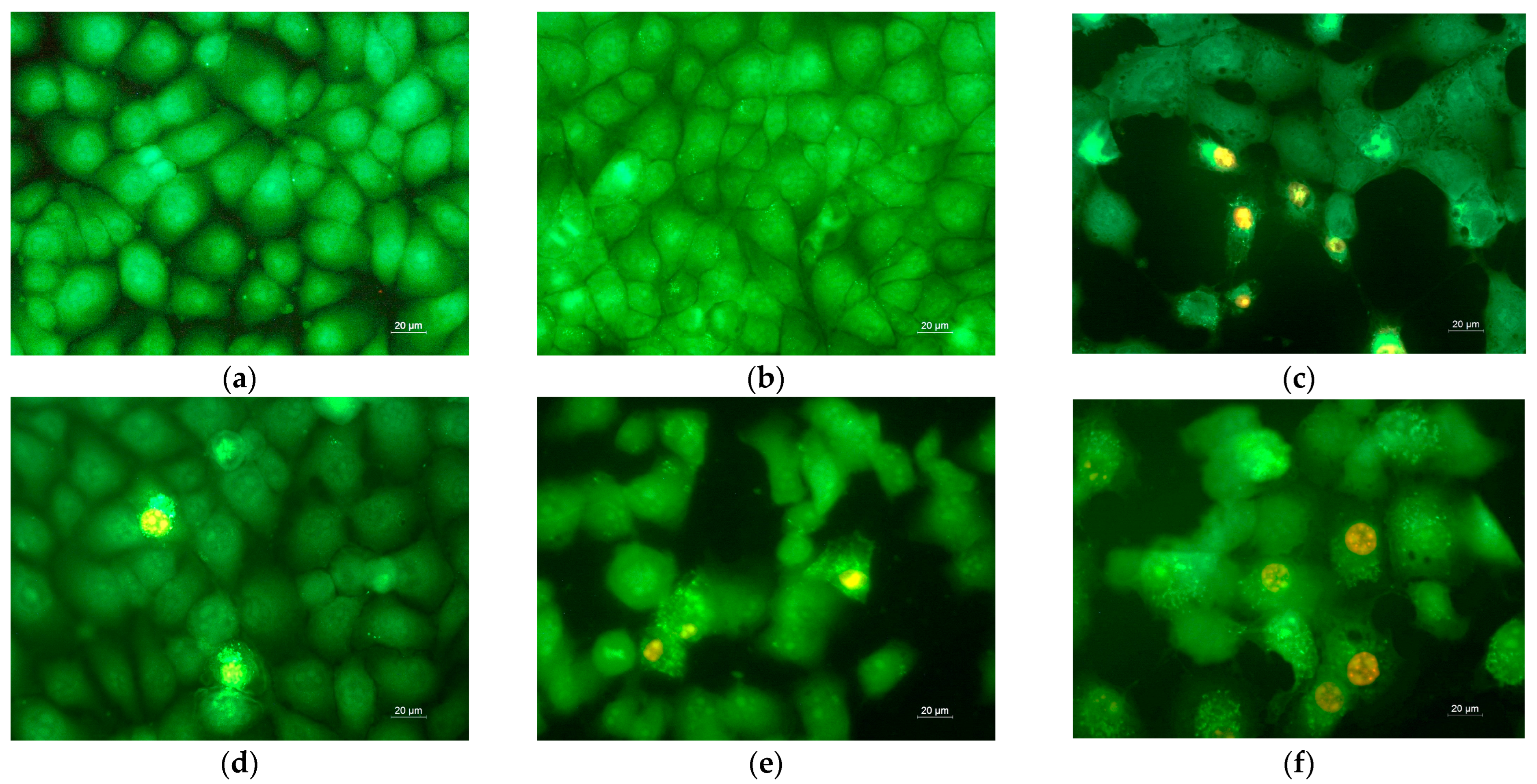 Polymers 14 05380 g009