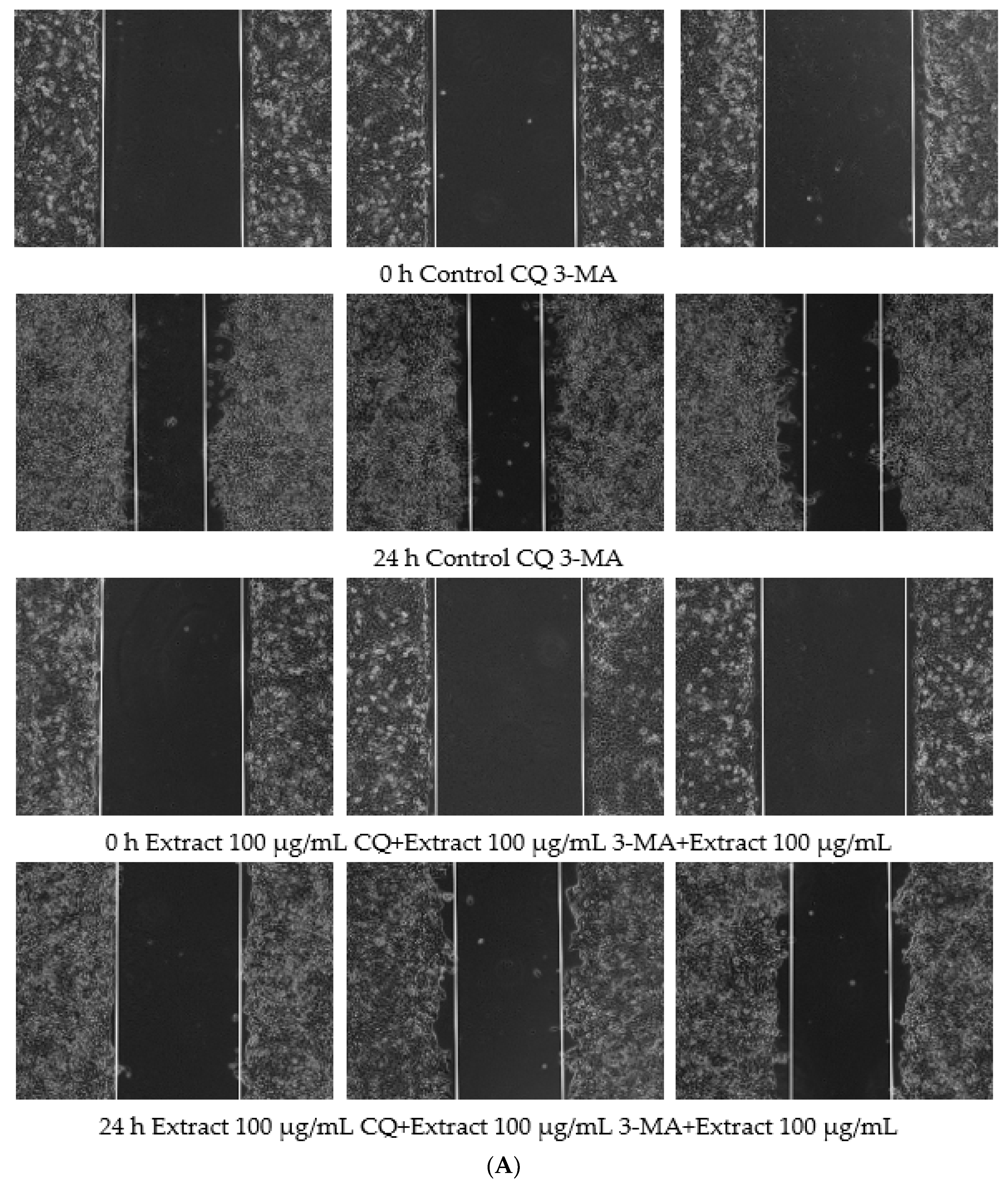 Polymers 14 05399 g009a Polymers 14 05399 g009a