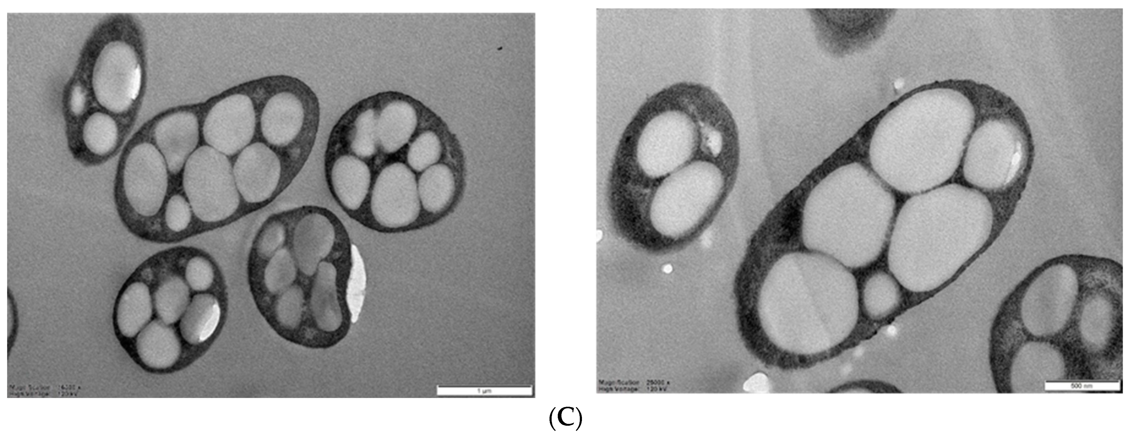 Polymers 14 05407 g001b Polymers 14 05407 g001b