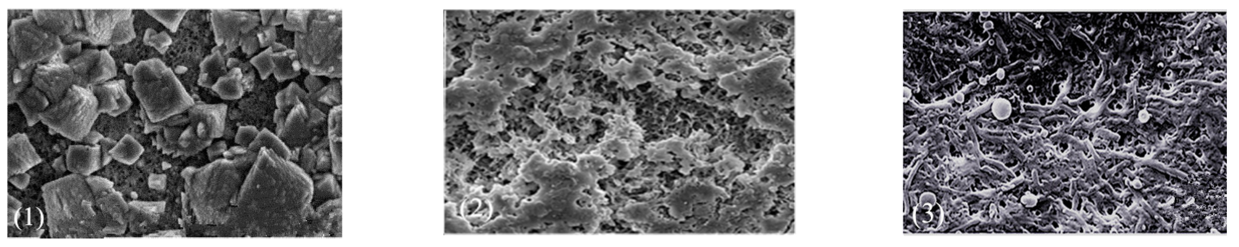 Polymers 14 05439 g002 Polymers 14 05439 g002