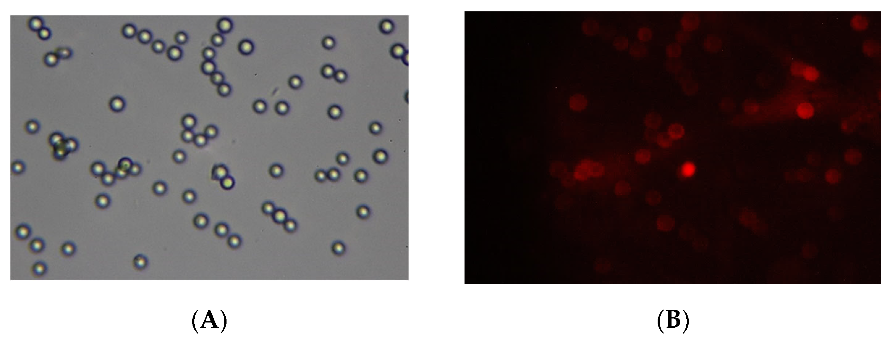 Polymers 14 05440 g009