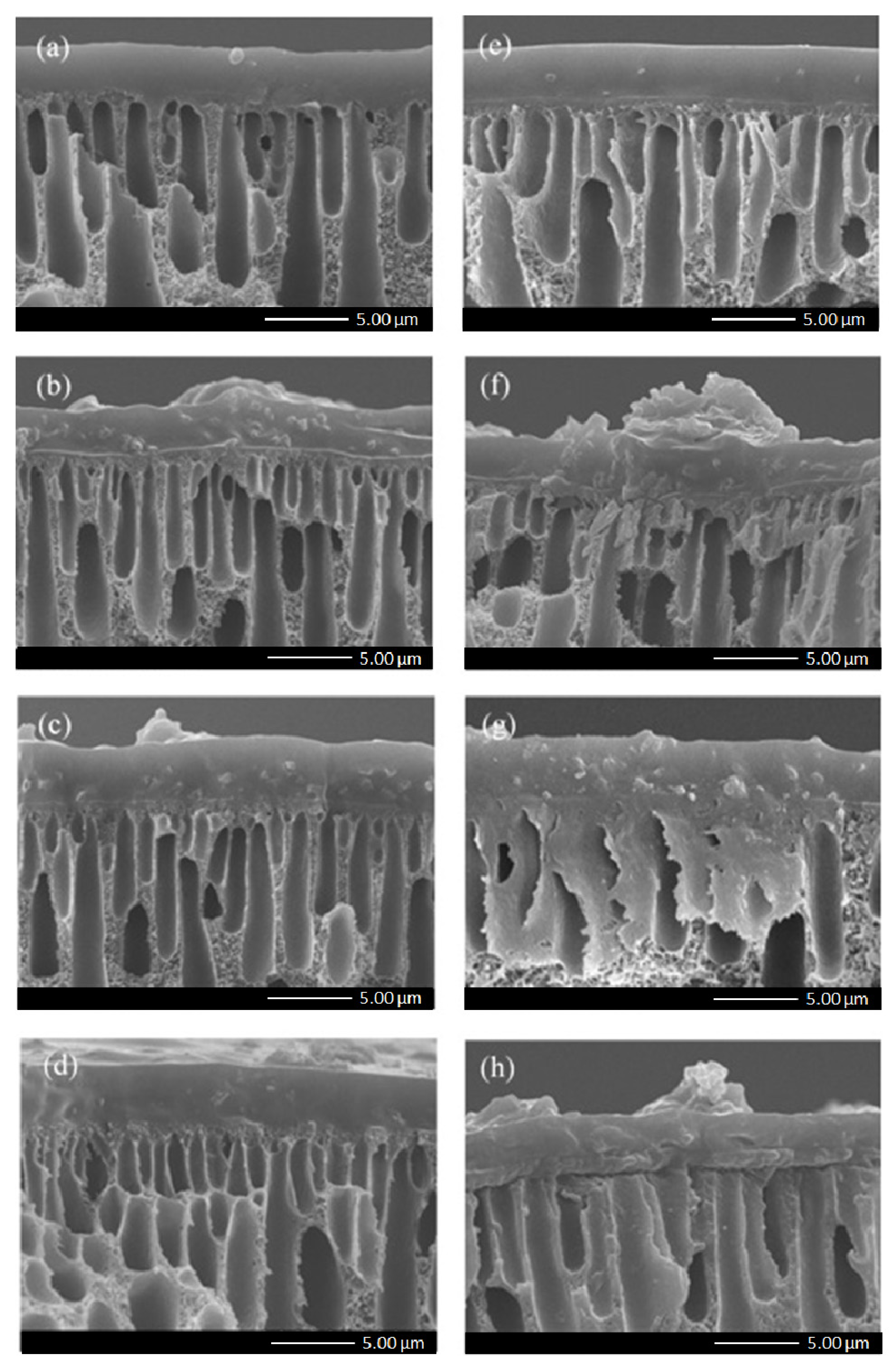 Polymers 15 00102 g004 Polymers 15 00102 g004
