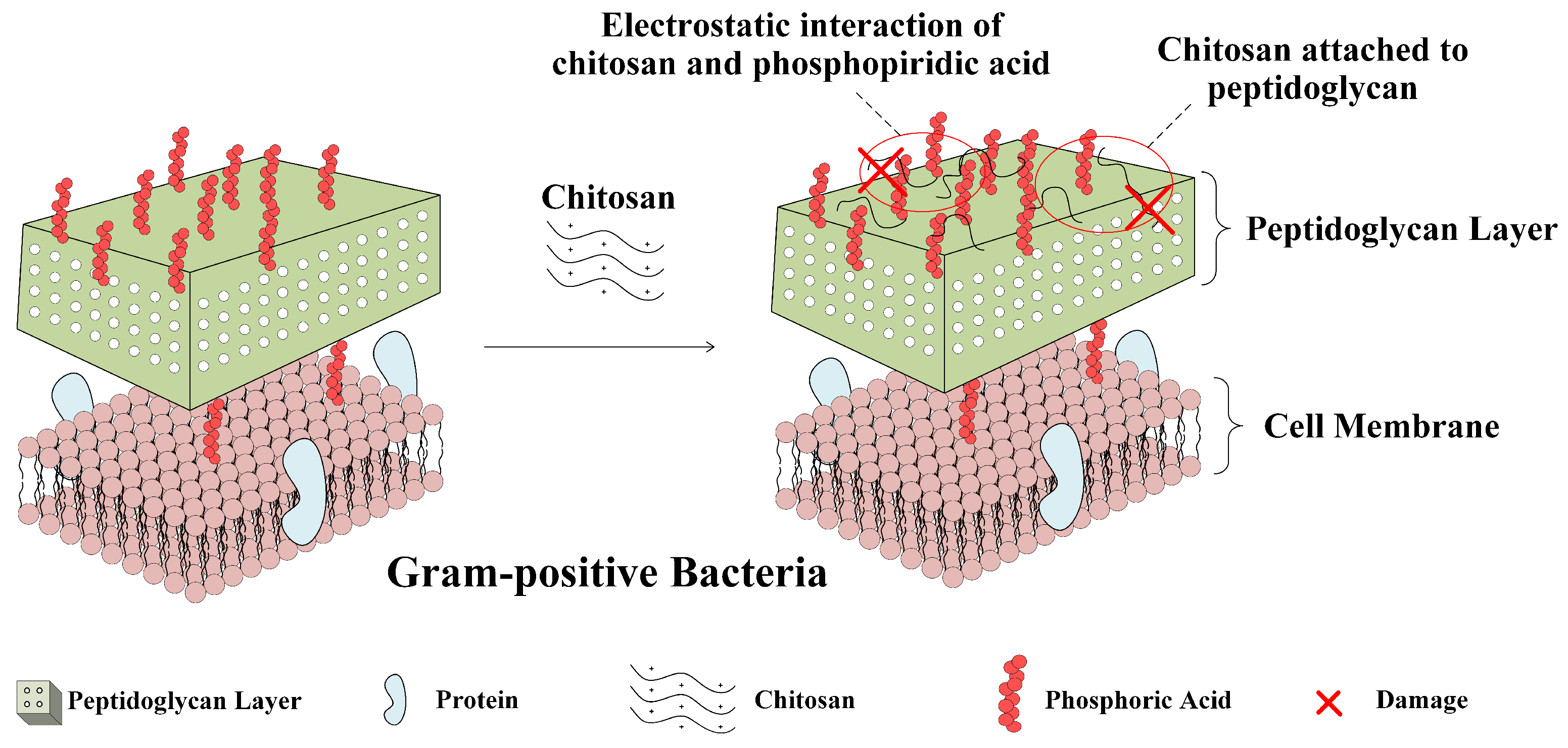 Polymers 15 00120 g004 Polymers 15 00120 g004