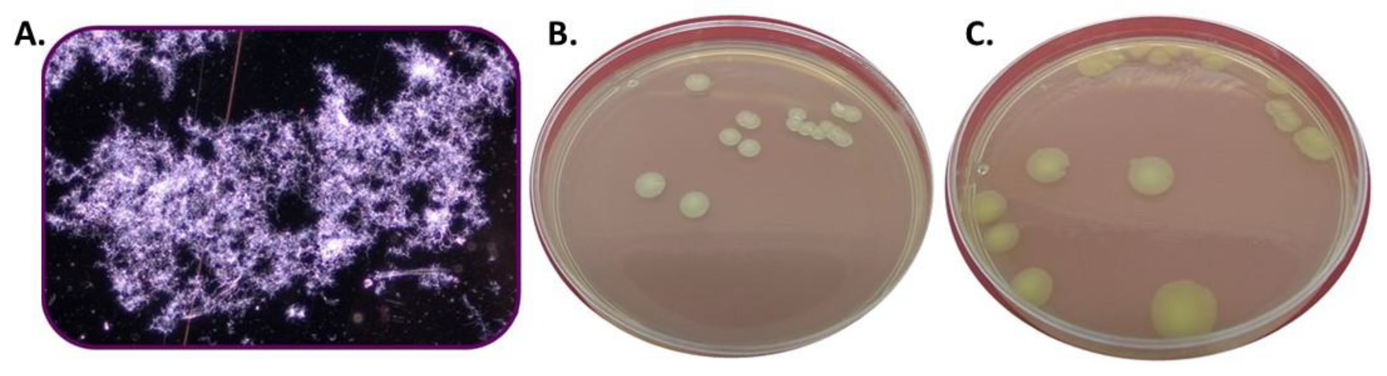 Polymers 15 00207 g004 Polymers 15 00207 g004