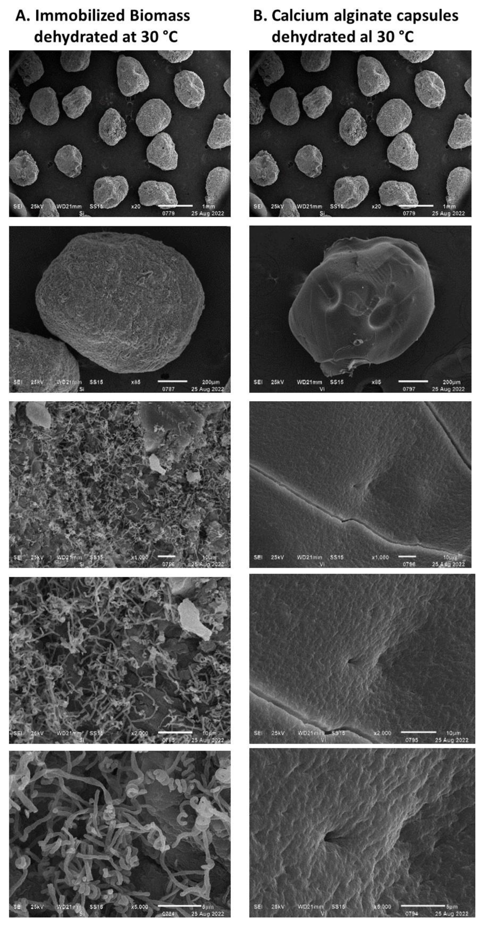 Polymers 15 00207 g013 Polymers 15 00207 g013