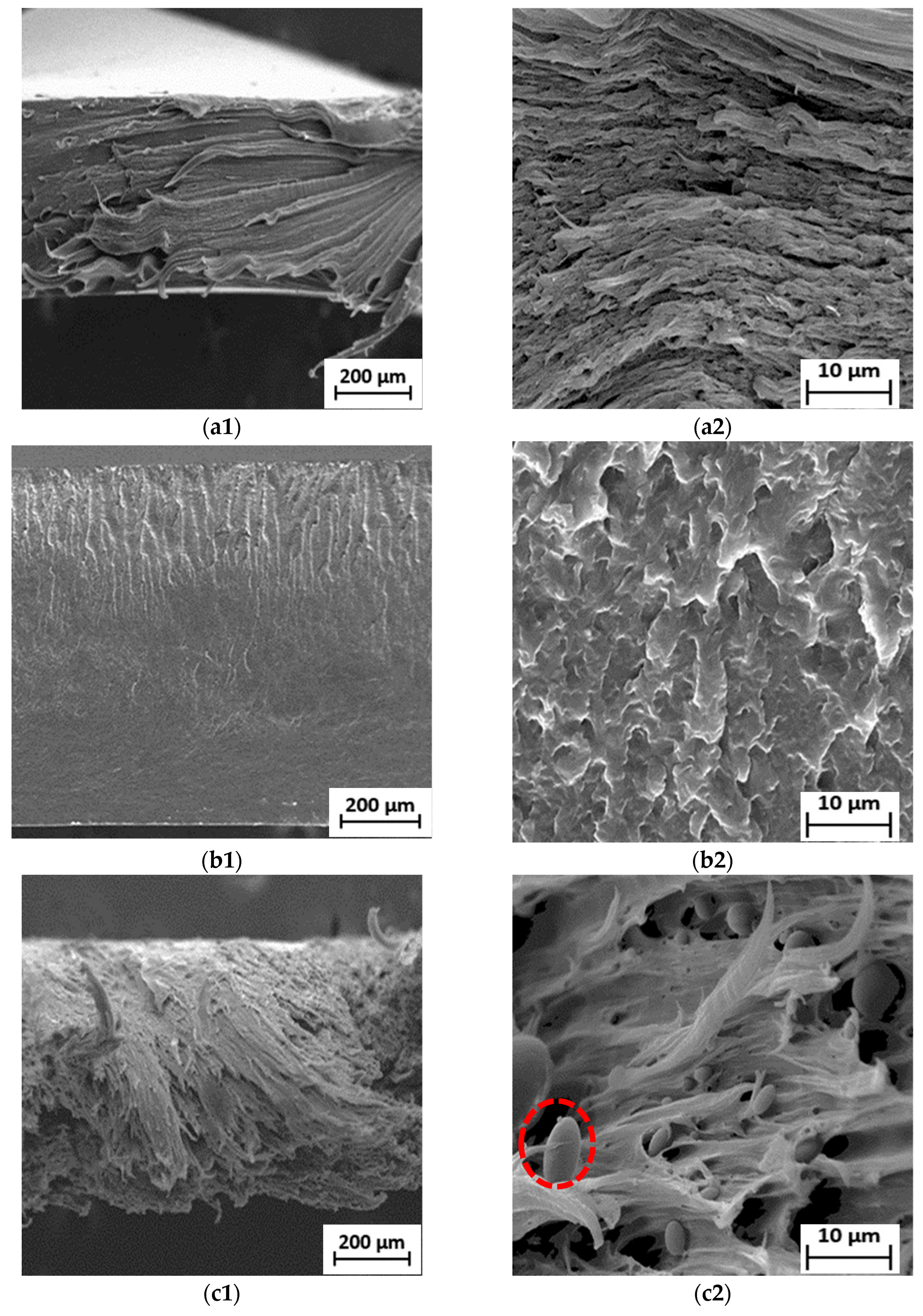 Polymers 15 00261 g005a Polymers 15 00261 g005a