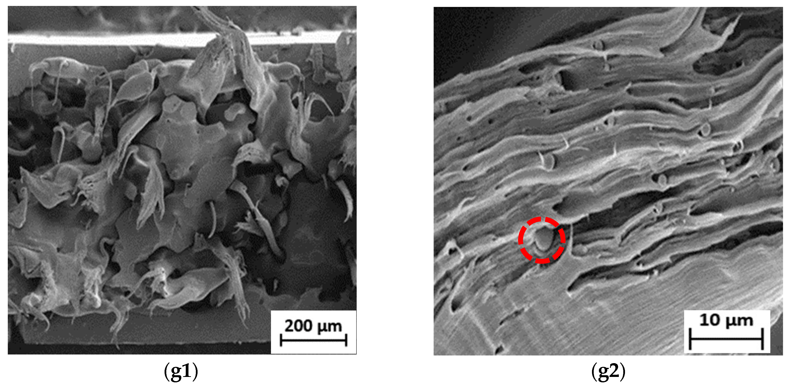 Polymers 15 00261 g005c Polymers 15 00261 g005c