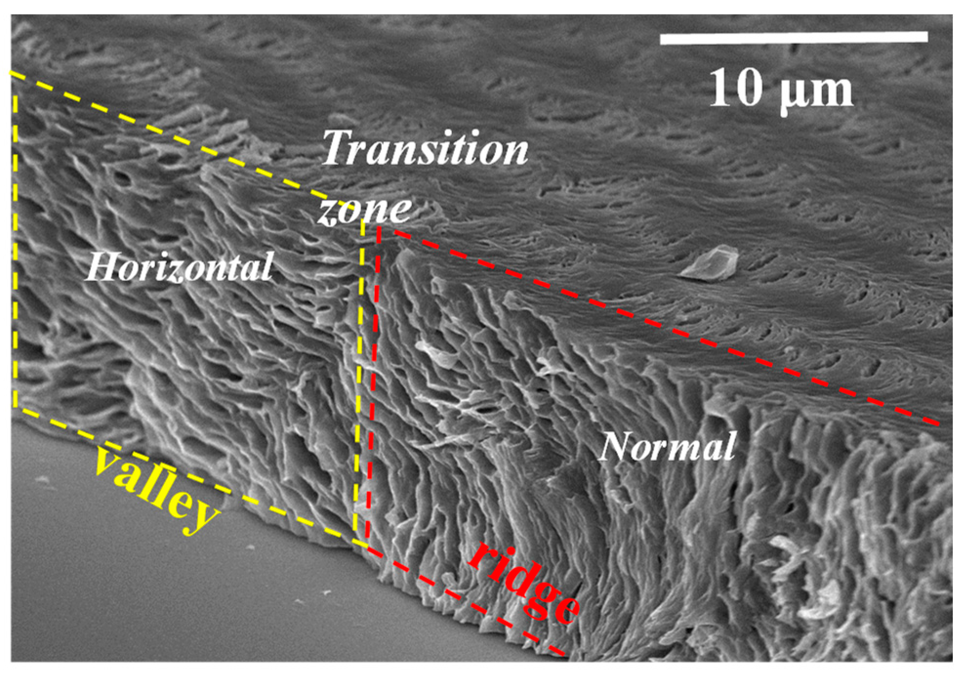 Polymers 15 00393 g011 Polymers 15 00393 g011