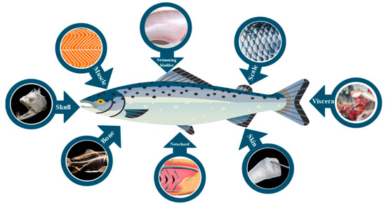Fish Collagen Powder