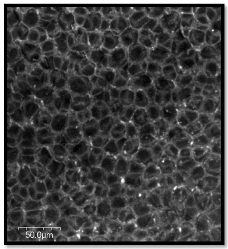 Polymers 15 00601 g003 Polymers 15 00601 g003