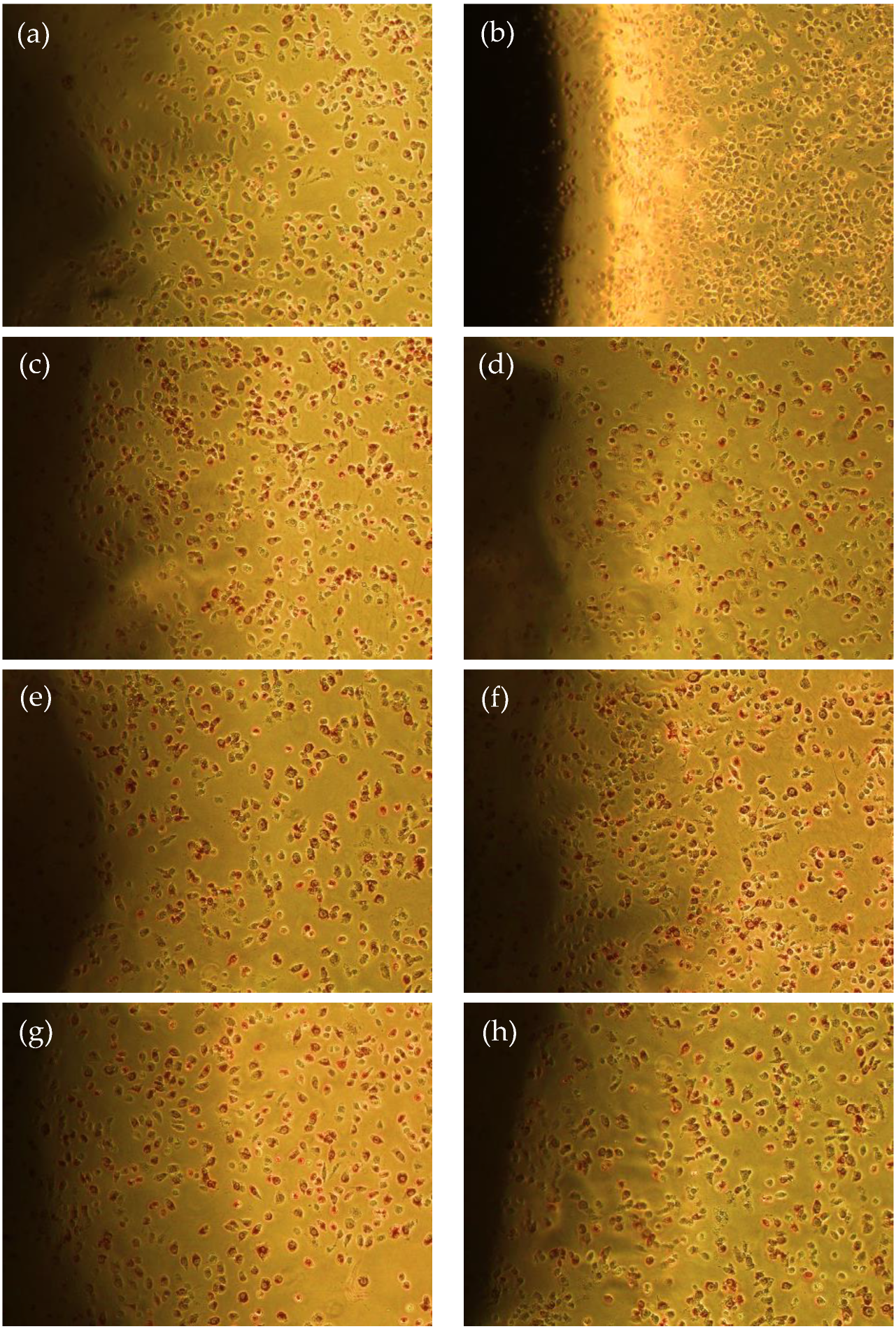 Polymers 15 00603 g006 Polymers 15 00603 g006