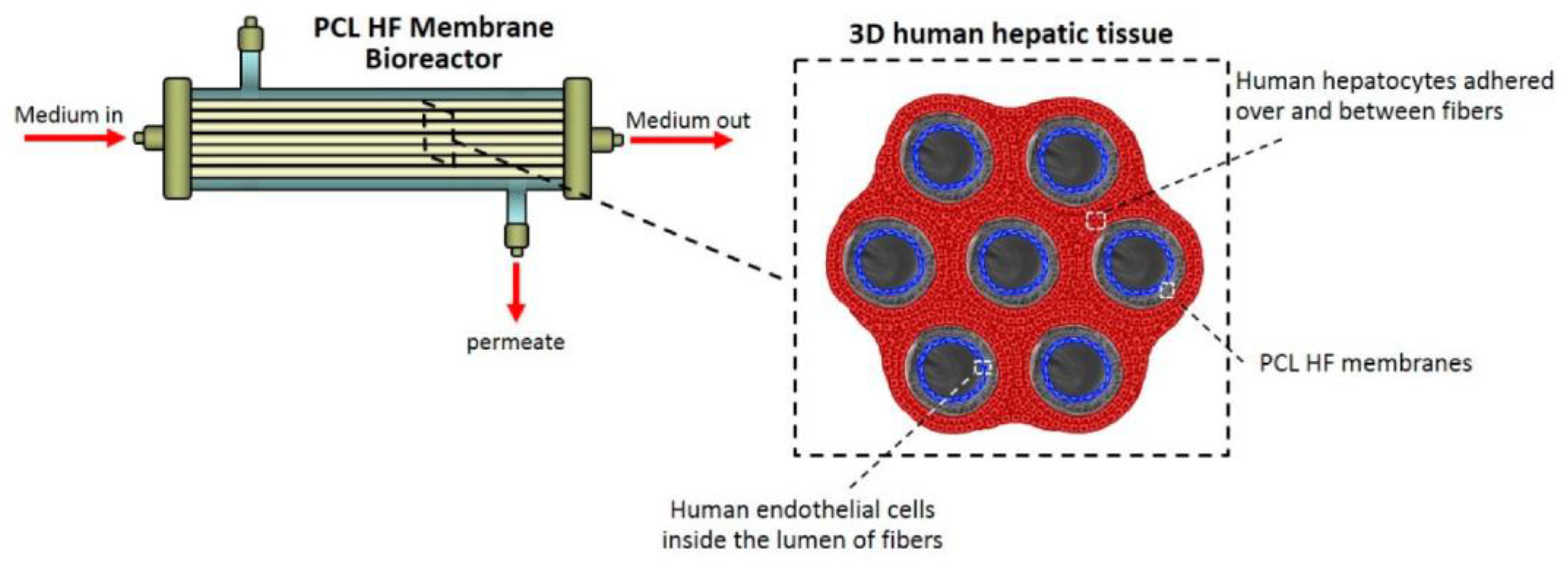 Polymers 15 00619 g005 Polymers 15 00619 g005