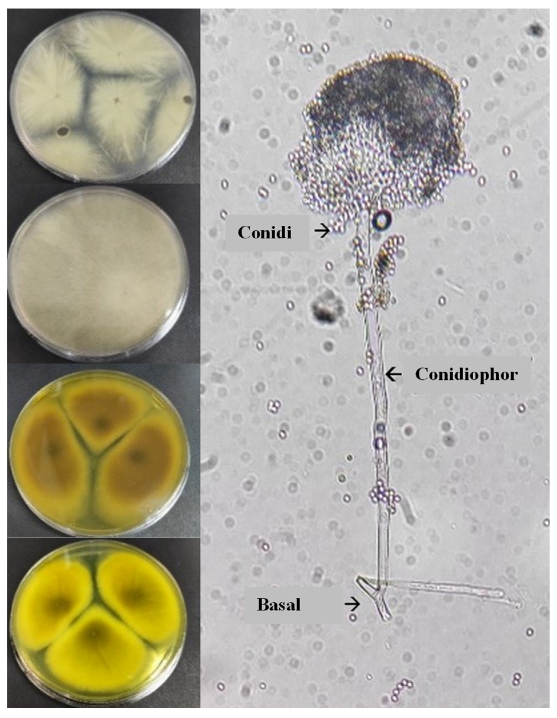Polymers 15 00704 g004 Polymers 15 00704 g004