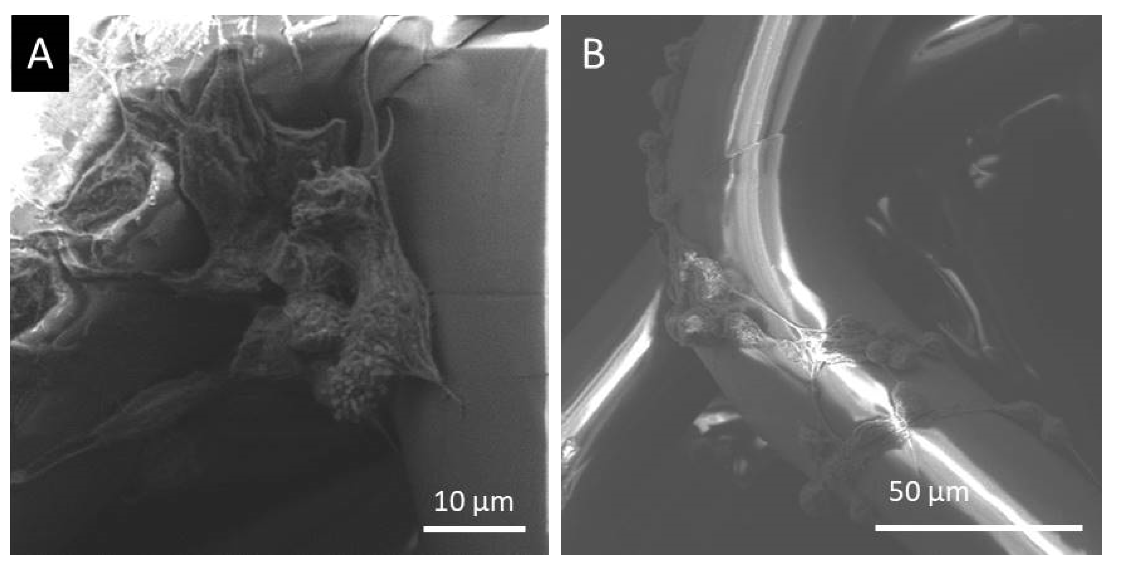 Polymers 15 00777 g008 Polymers 15 00777 g008