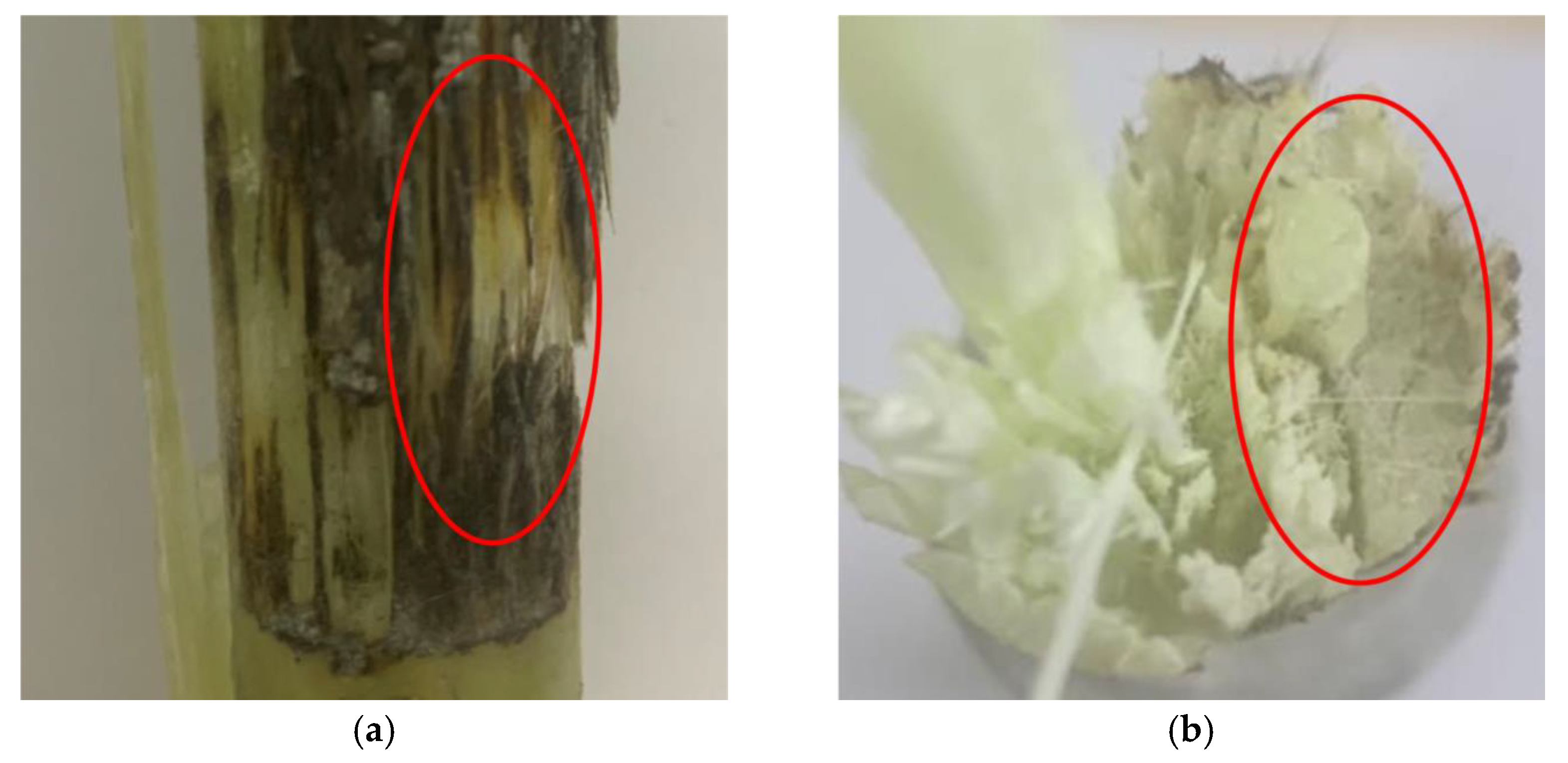 Polymers 15 00790 g013 Polymers 15 00790 g013