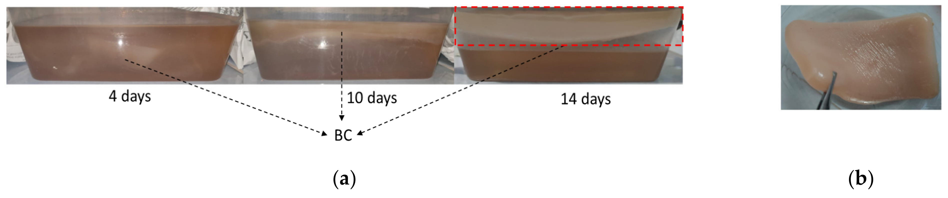 Polymers 15 00870 g001a