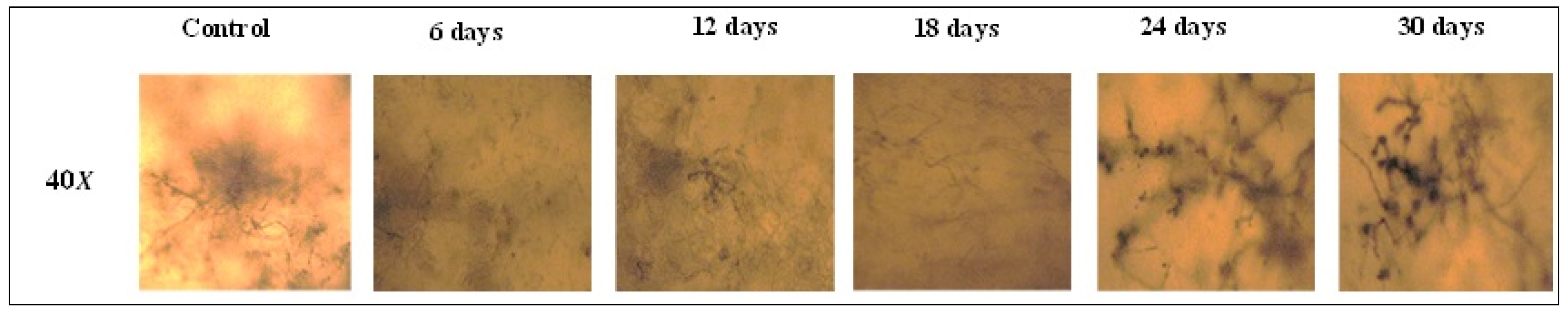 Polymers 15 00889 g006