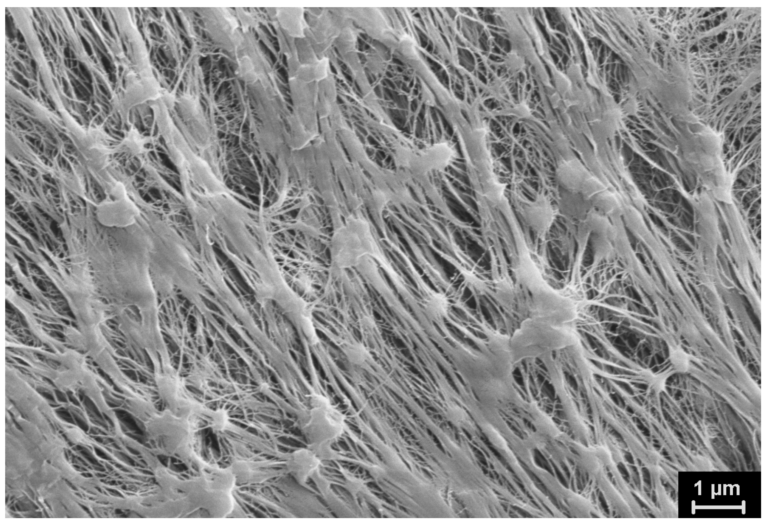 Polymers 15 00906 g015