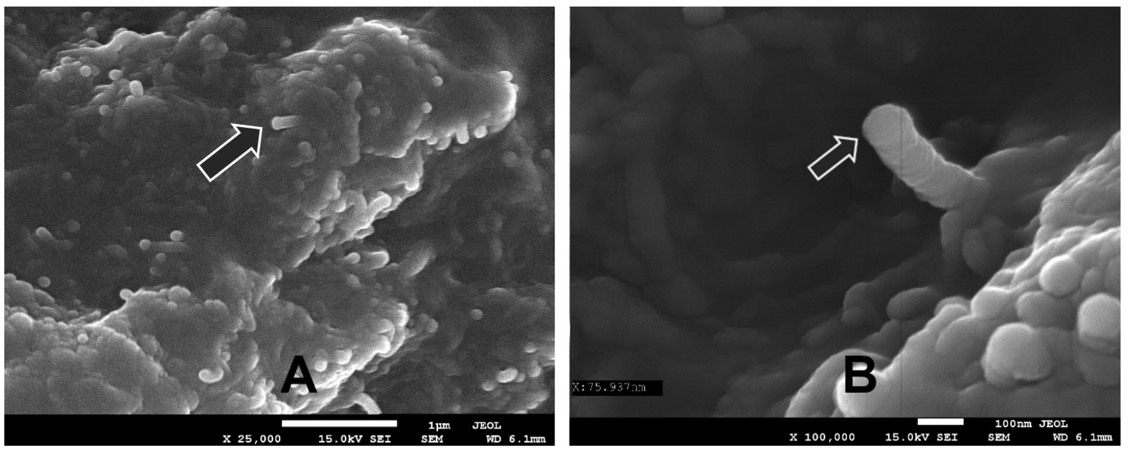 Polymers 15 00925 g002 550