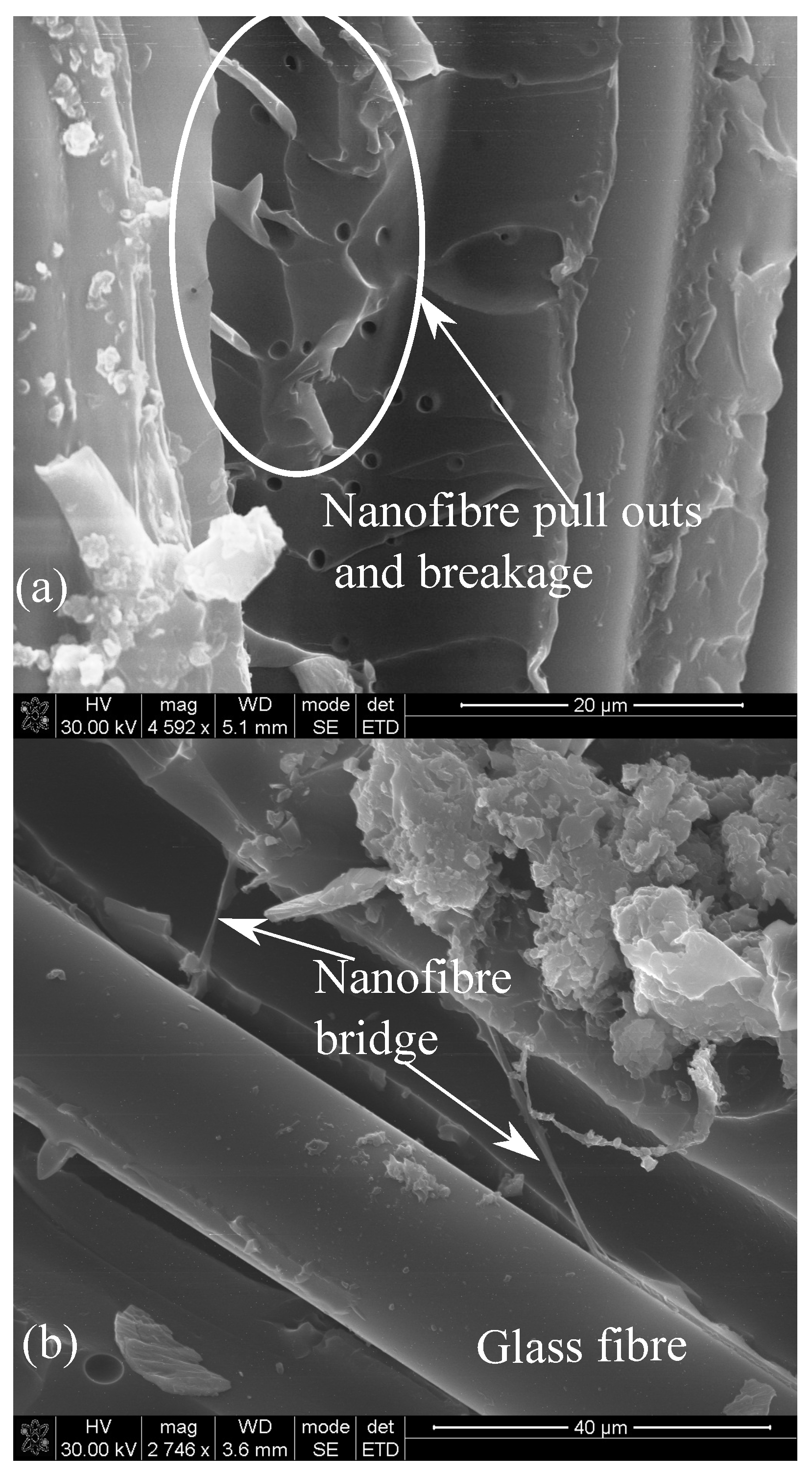 Polymers 15 00957 g007