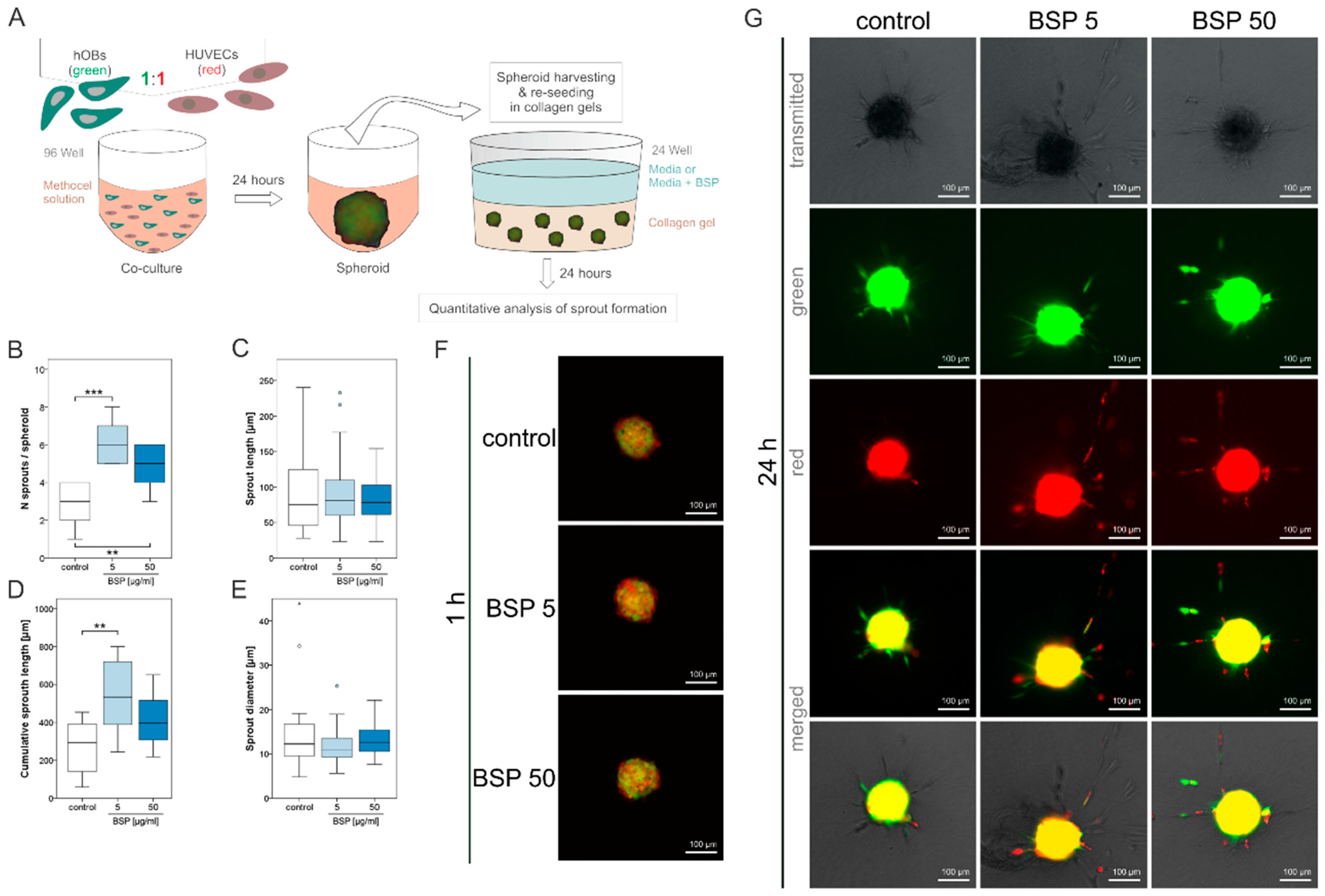 Polymers 15 01007 g004 Polymers 15 01007 g004