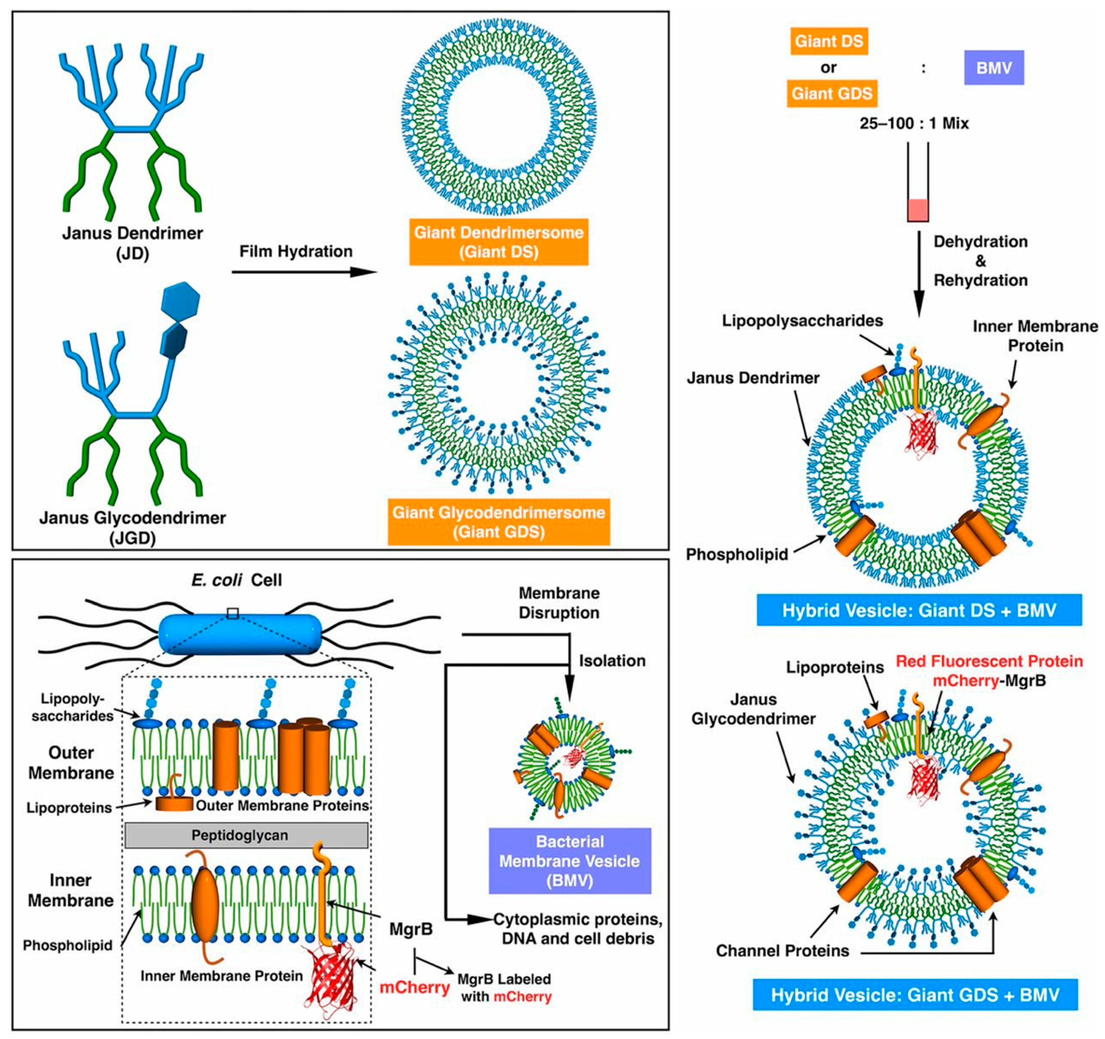 Polymers 15 01075 g017 Polymers 15 01075 g017
