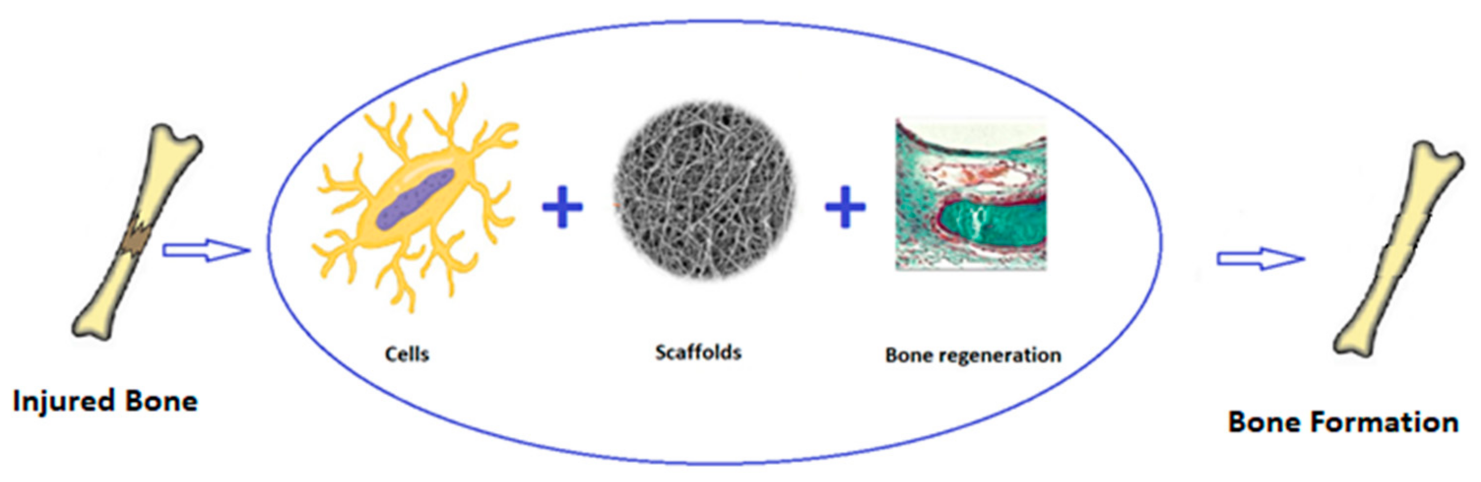 Polymers 15 01087 g004