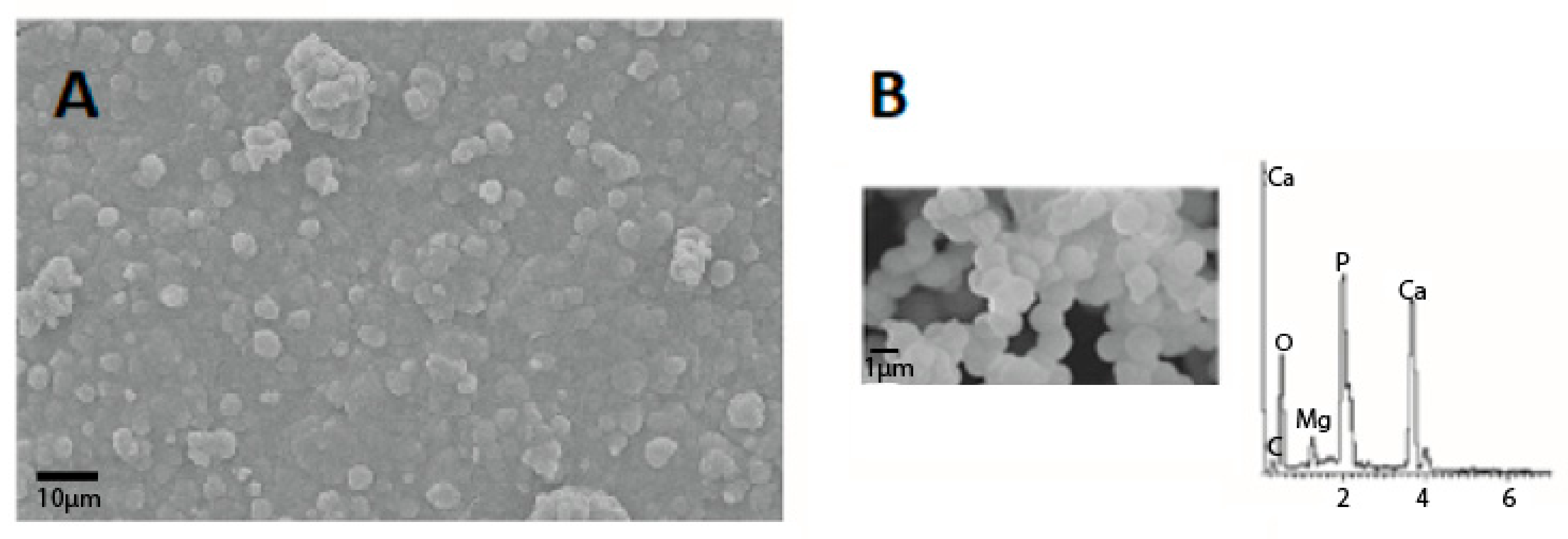 Polymers 15 01087 g010