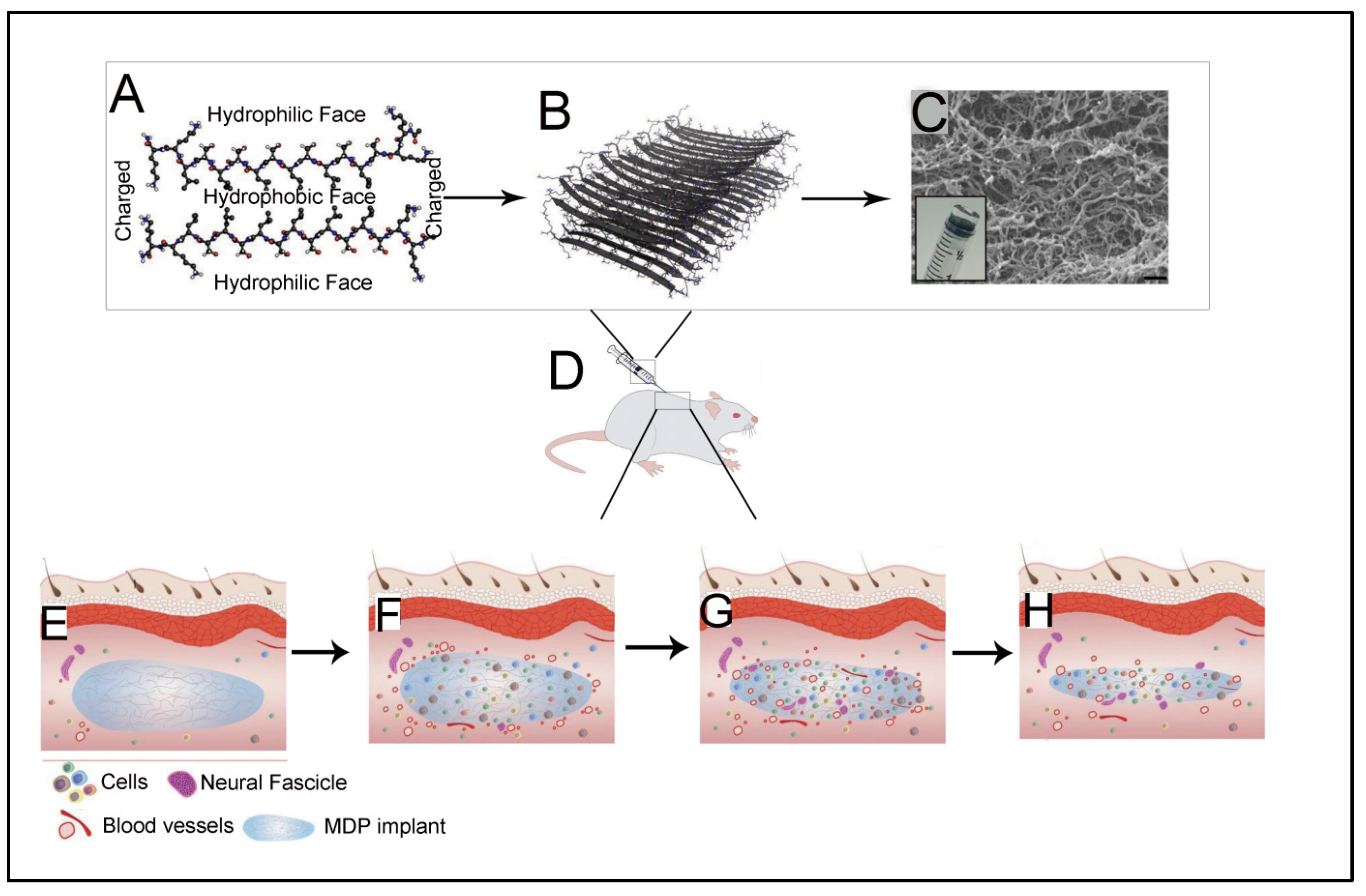 Polymers 15 01160 g016