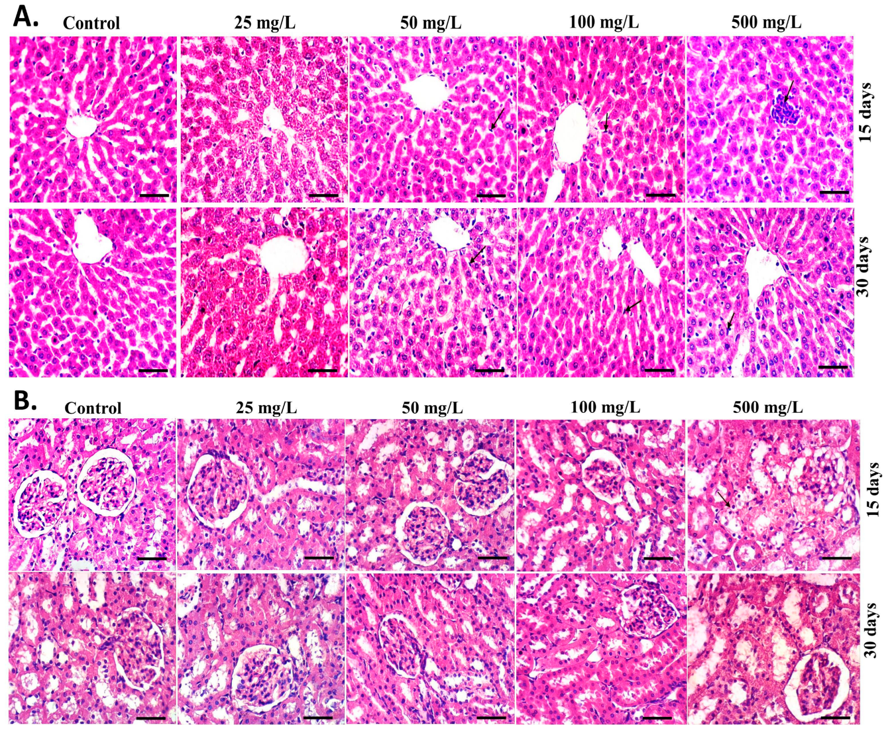 Polymers 15 01193 g009 Polymers 15 01193 g009