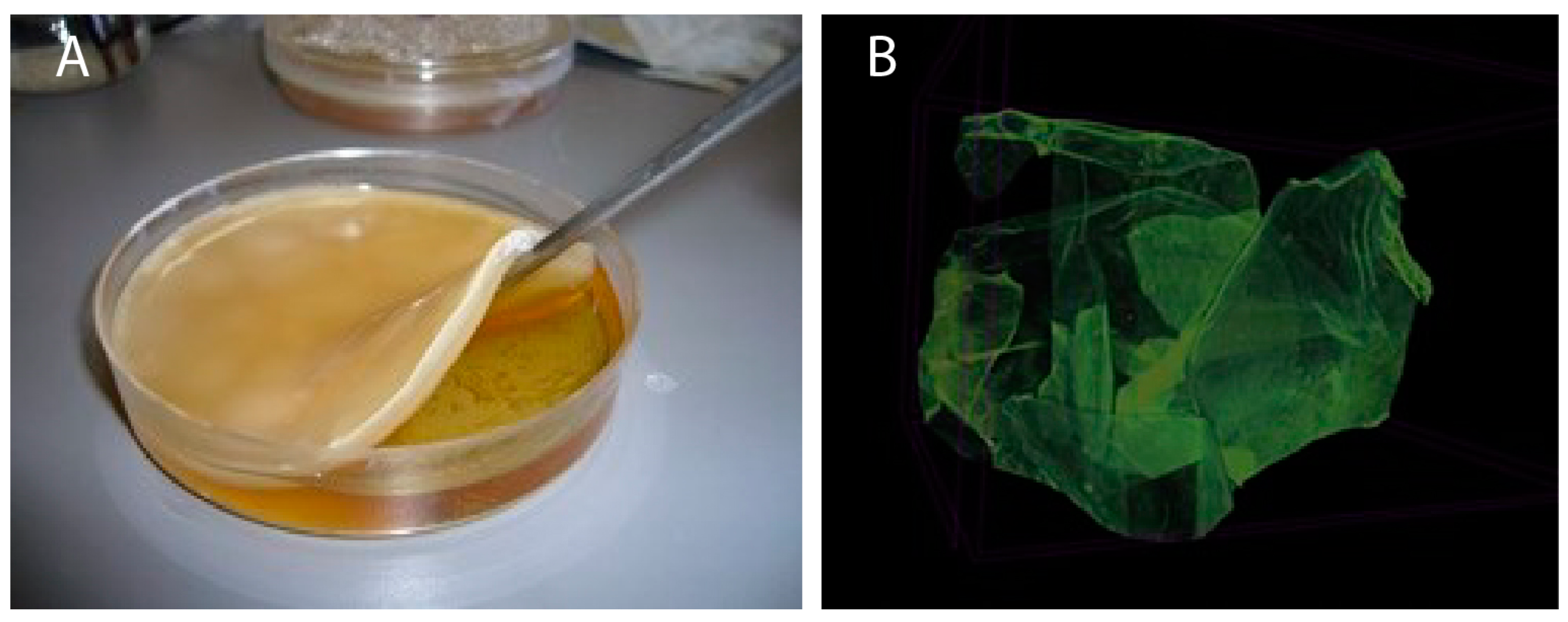 Polymers 15 01201 g001 Polymers 15 01201 g001