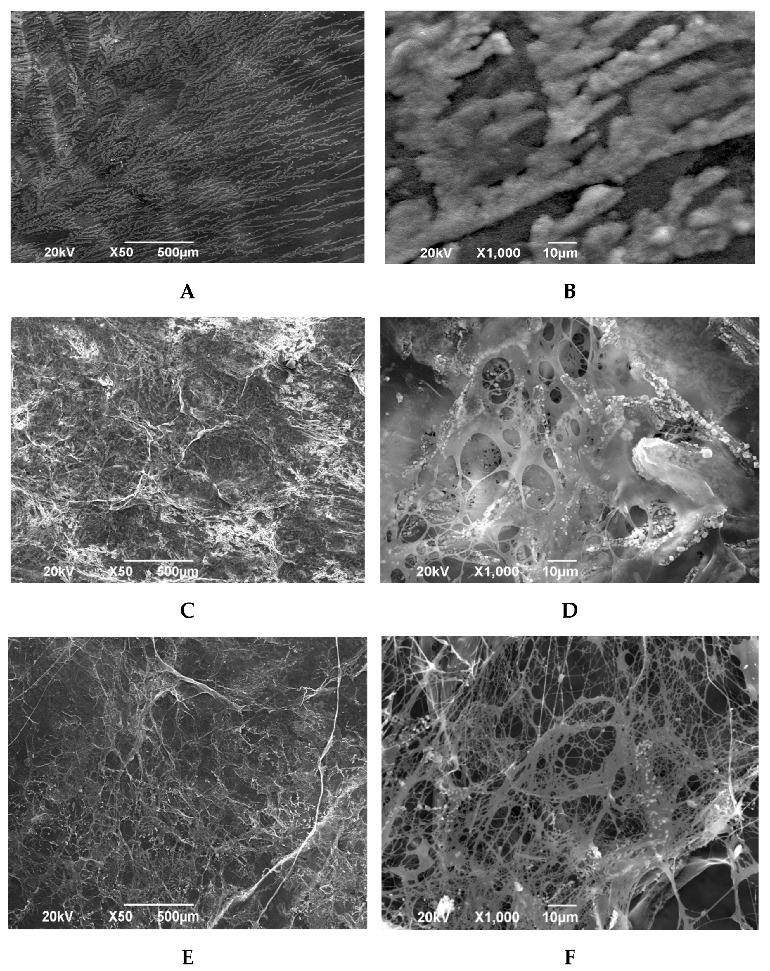 Polymers 15 01213 g004