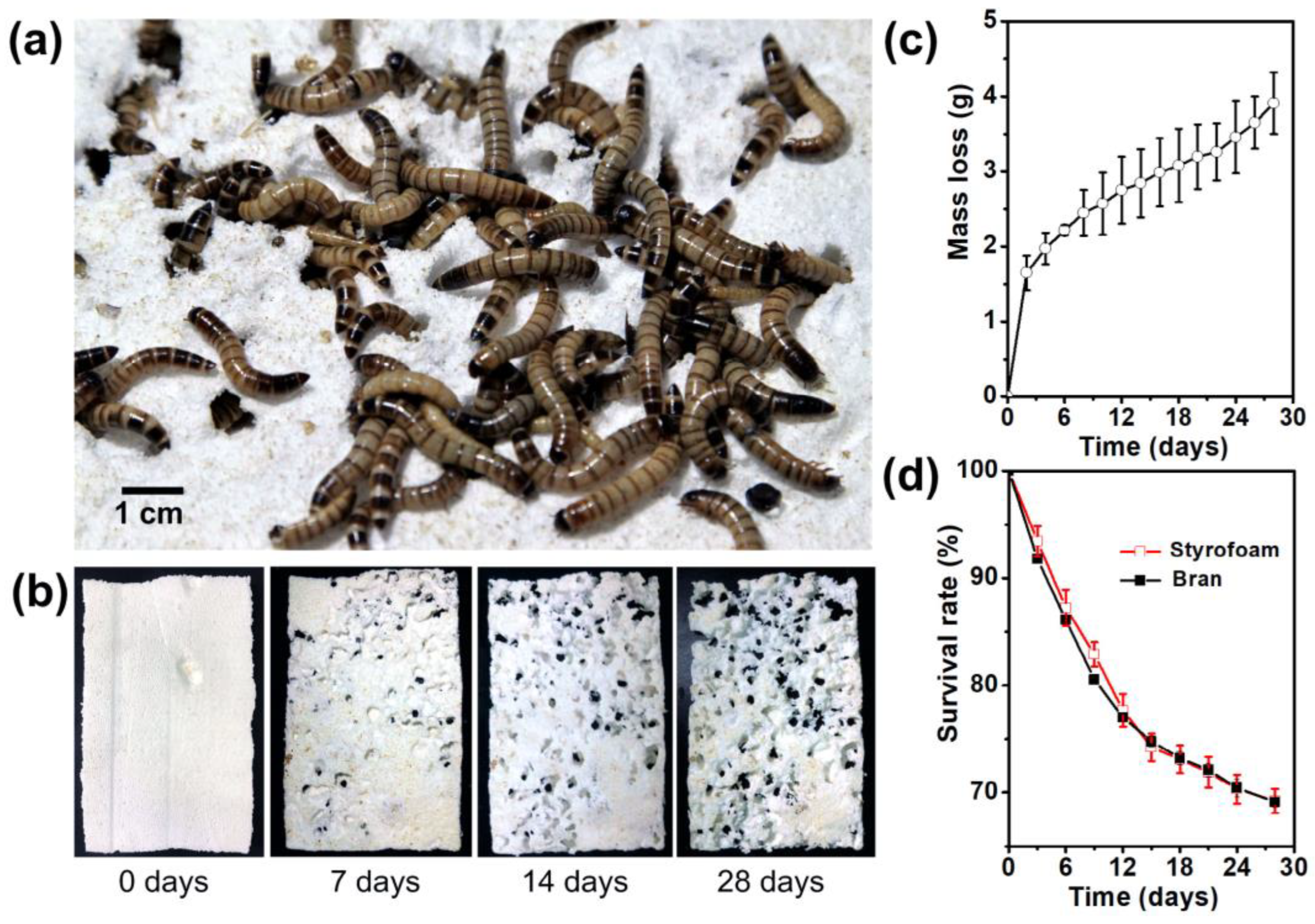 Polymers 15 01307 g002