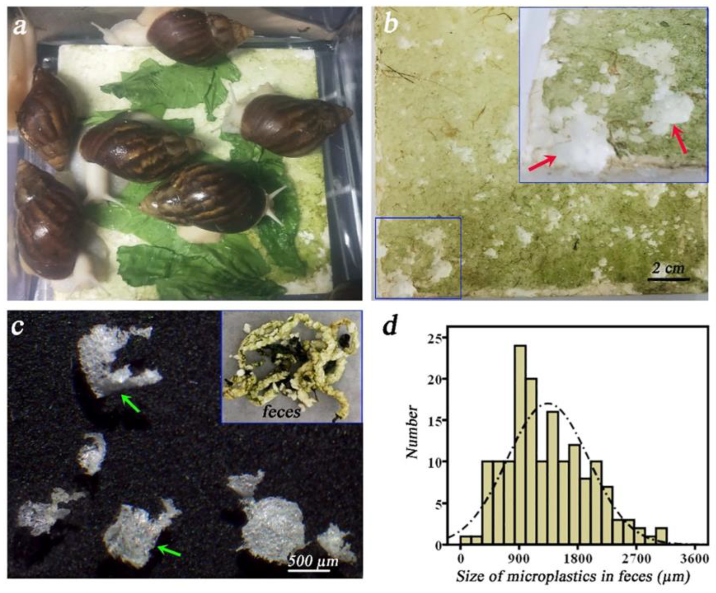 Polymers 15 01307 g011