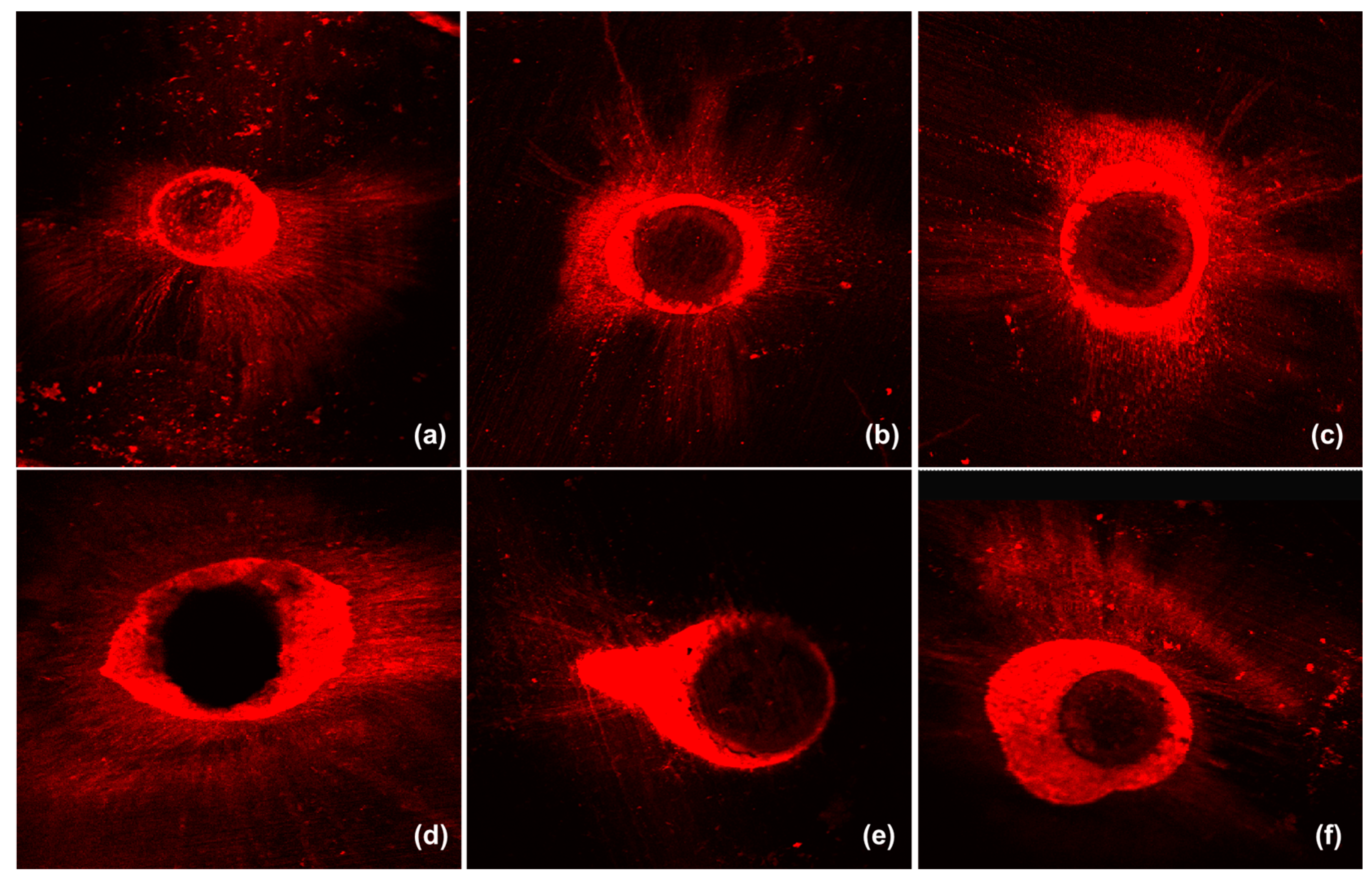 Polymers 15 01317 g004