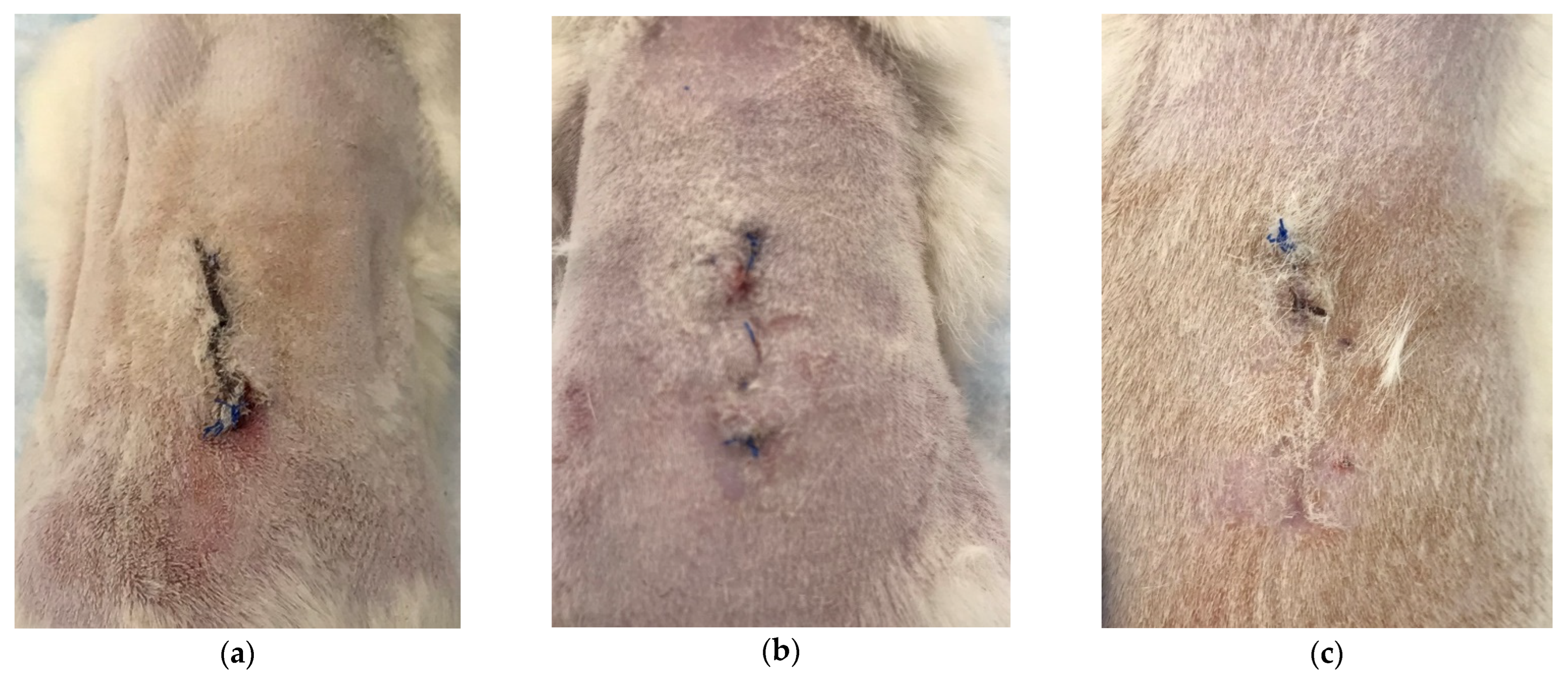 Polymers 15 01337 g002 Polymers 15 01337 g002
