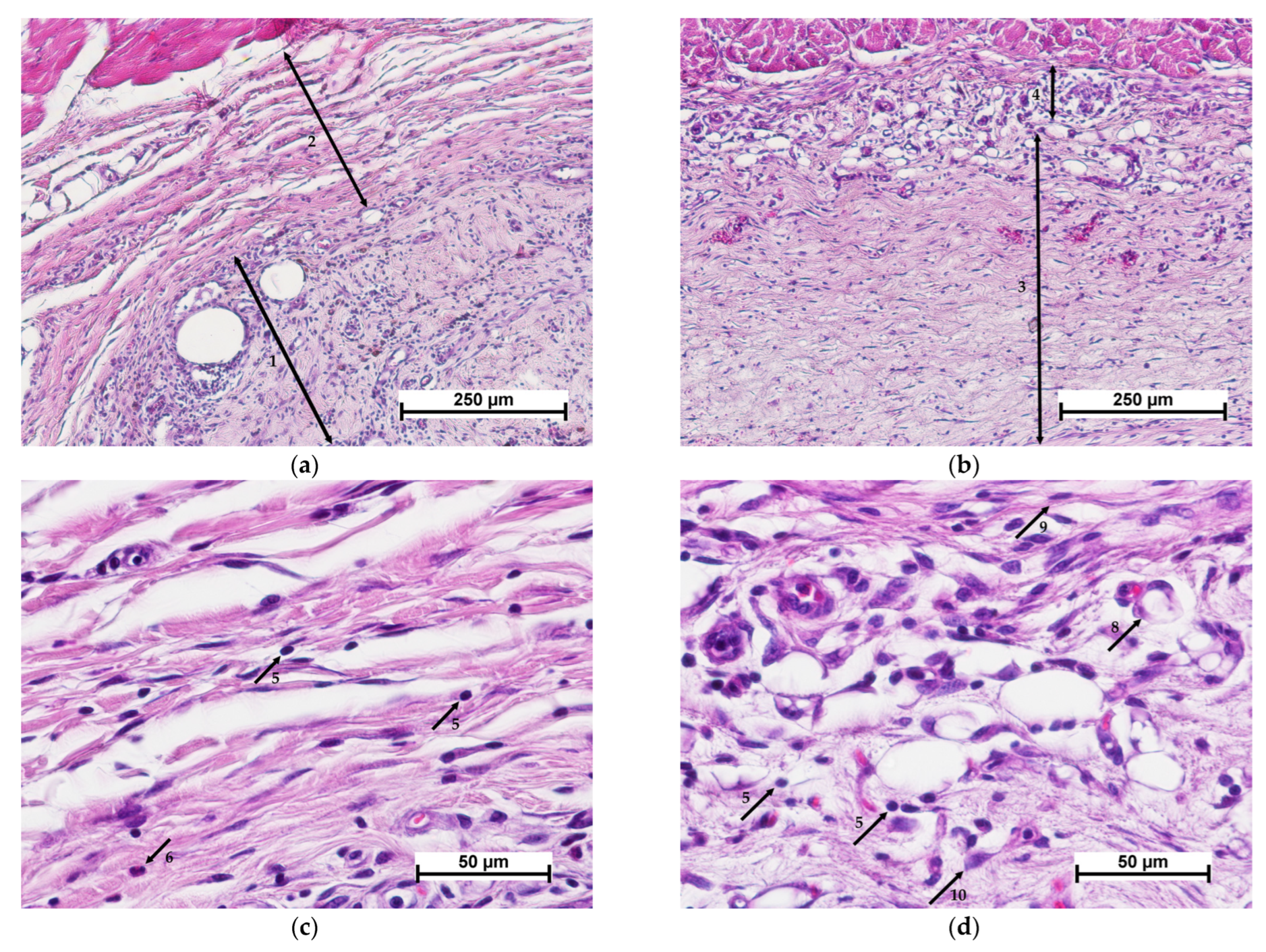 Polymers 15 01337 g005a Polymers 15 01337 g005a